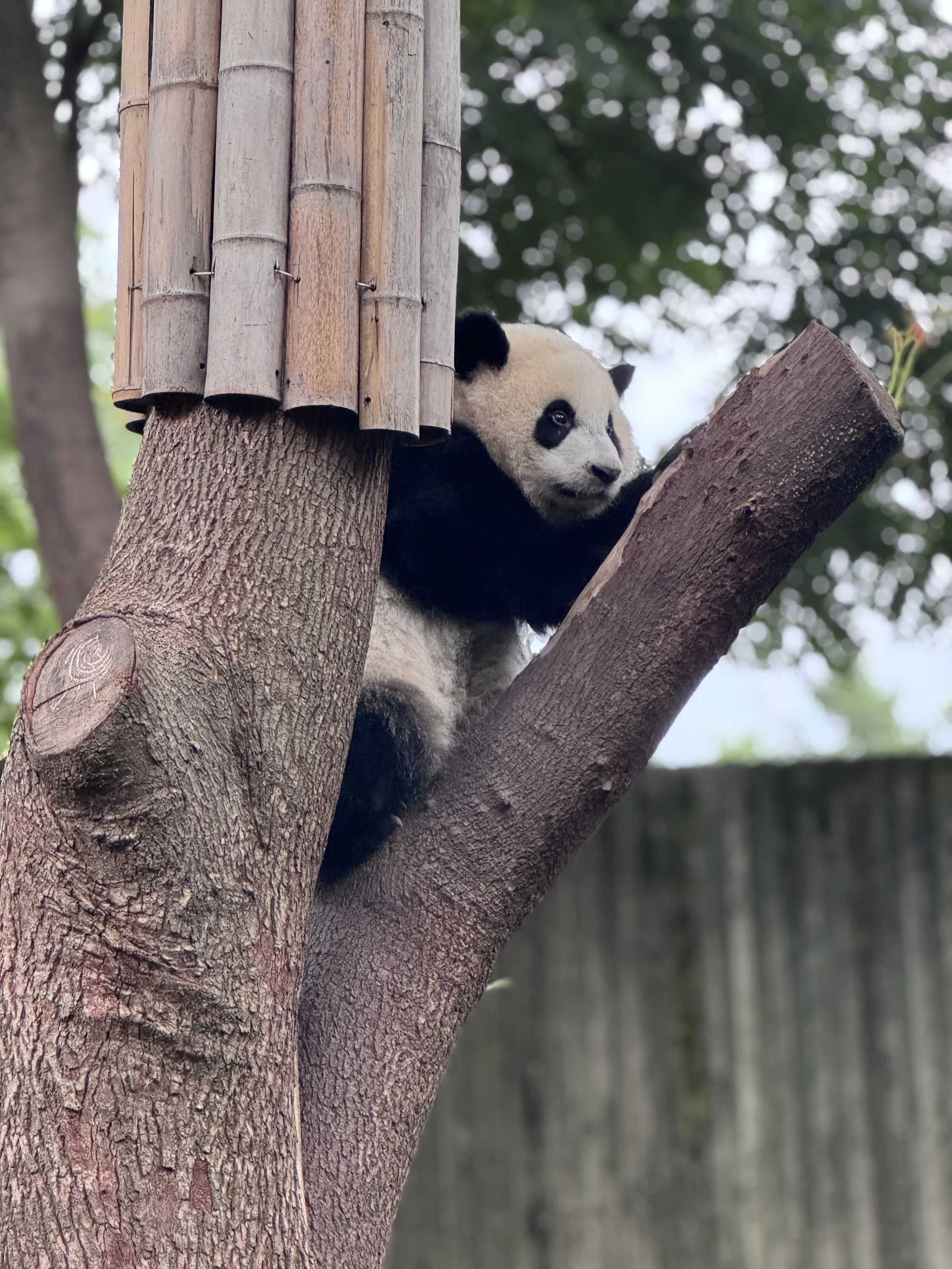Chengdu, a jungle city hit by a panda spell.