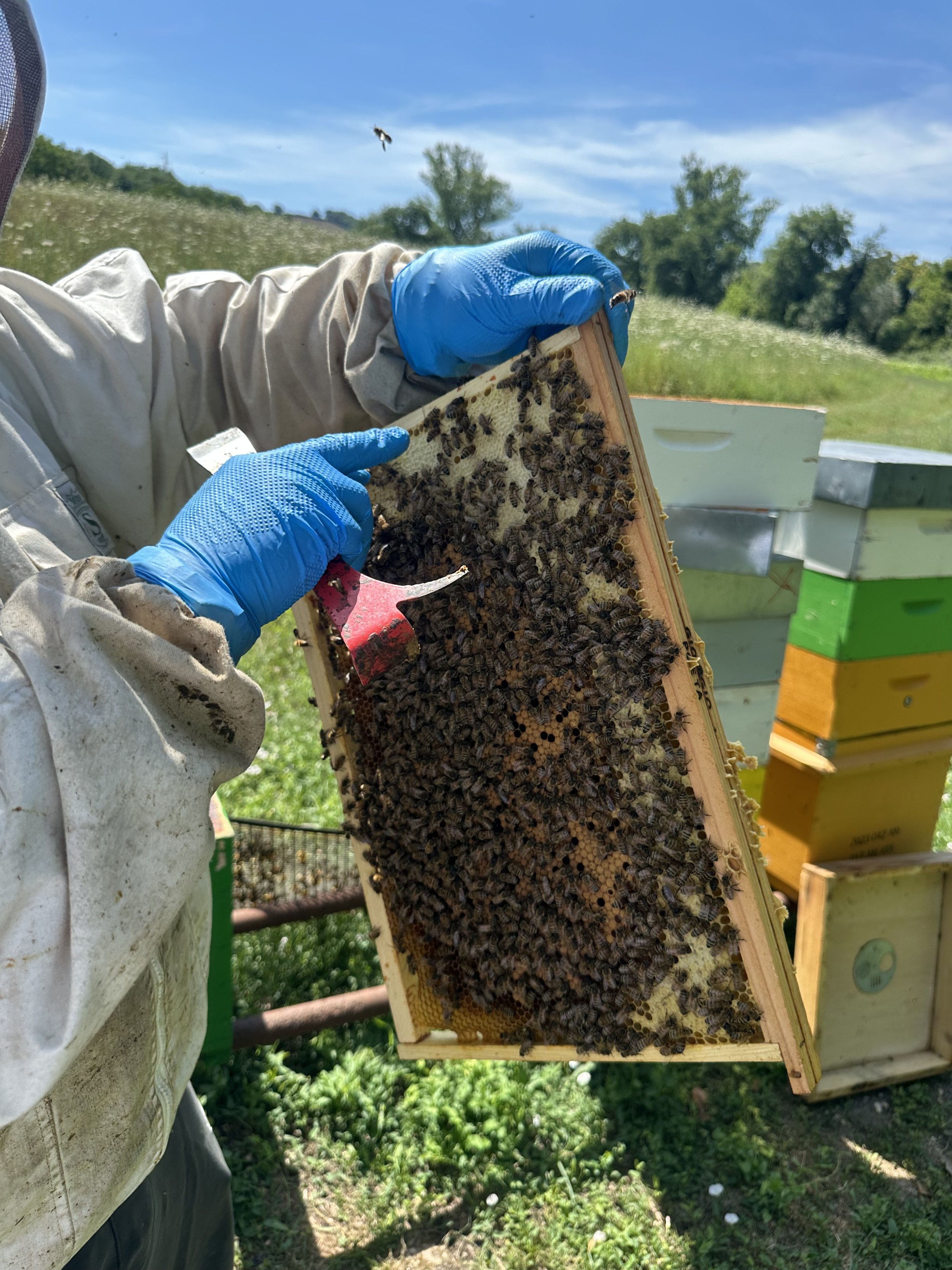 Pasta for the Bees— Fabriano Friends · Giorgio Poeta Miele