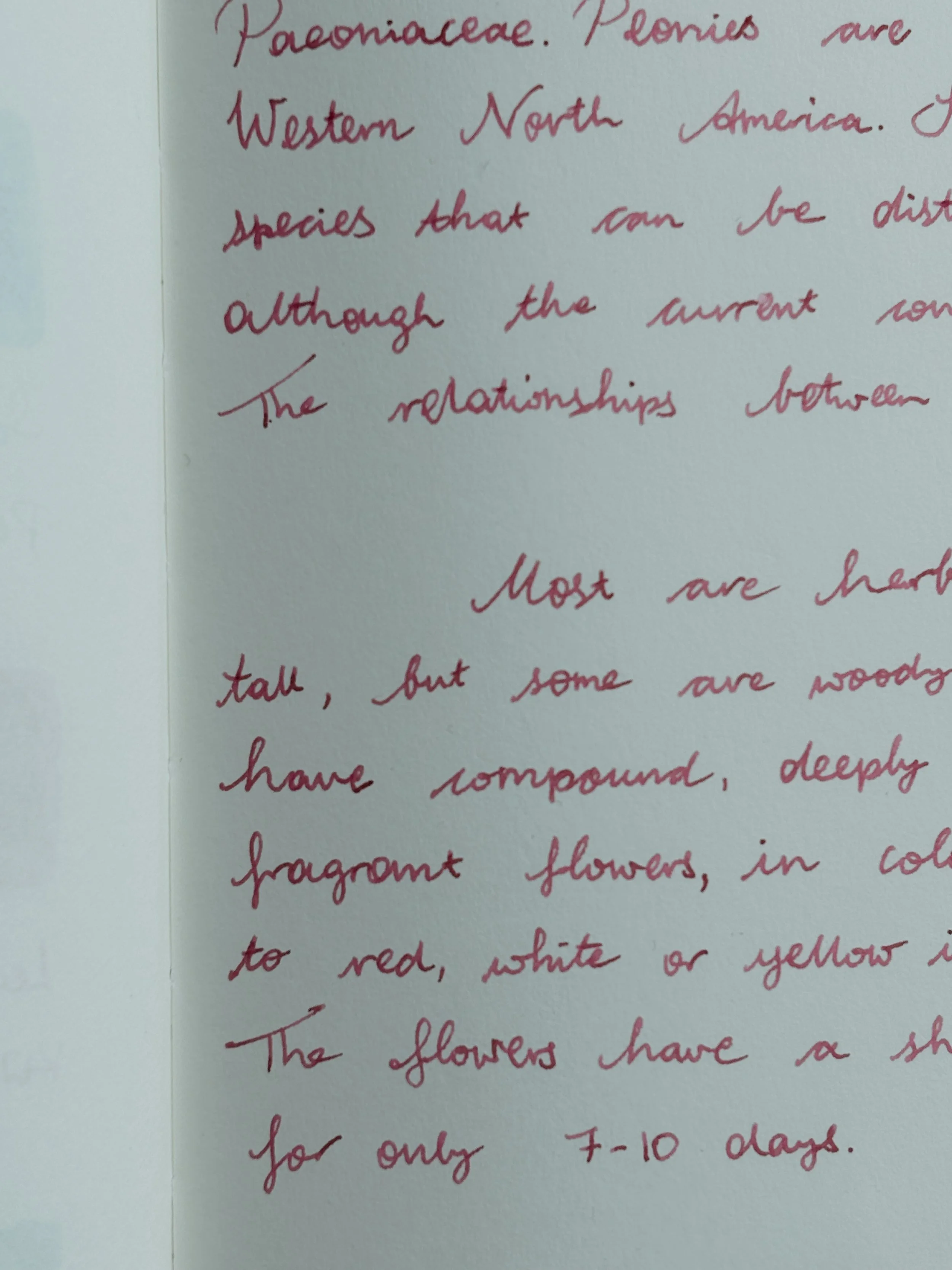 Writing sample for Shanghai Stationary Mudan.