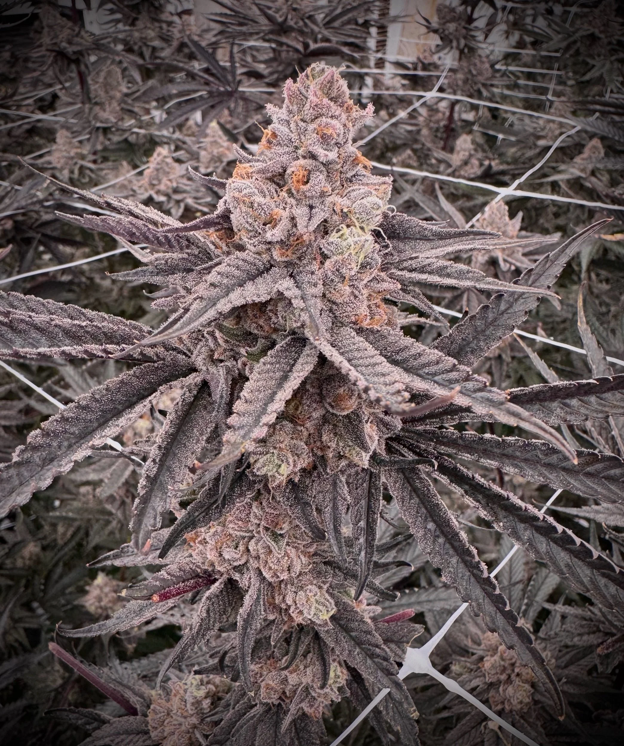 Pink Pressure
