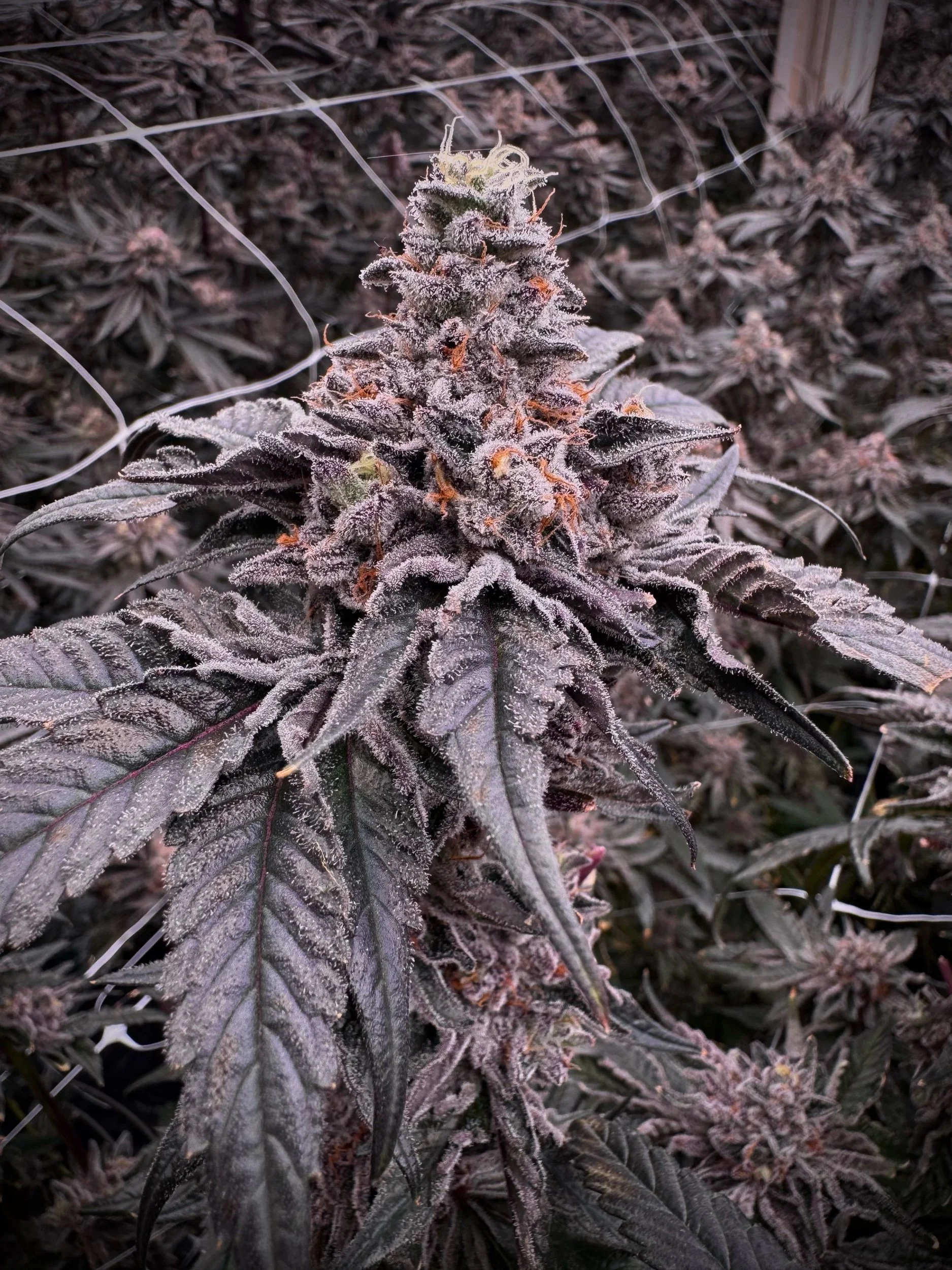 Pink Predator