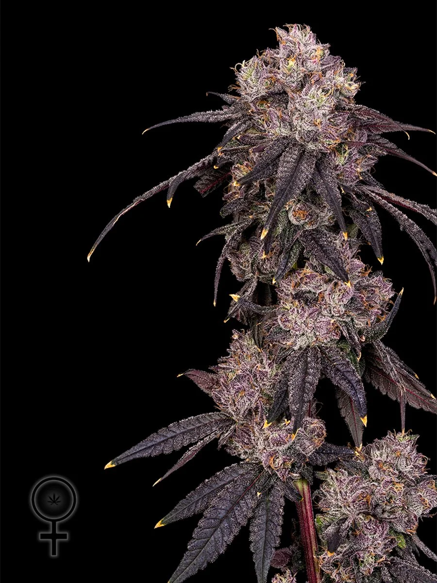 High THC Seeds, High THC Clones for sale, Fiya Farmer Clones, Seed Junky Clones, Grow More Fire Clones, Craft Farmer Clones for sale, Dank Mob Clones, Preferred Garden Clones for sale, High THC Clones, Verified Breeder cuts clones for sale, 