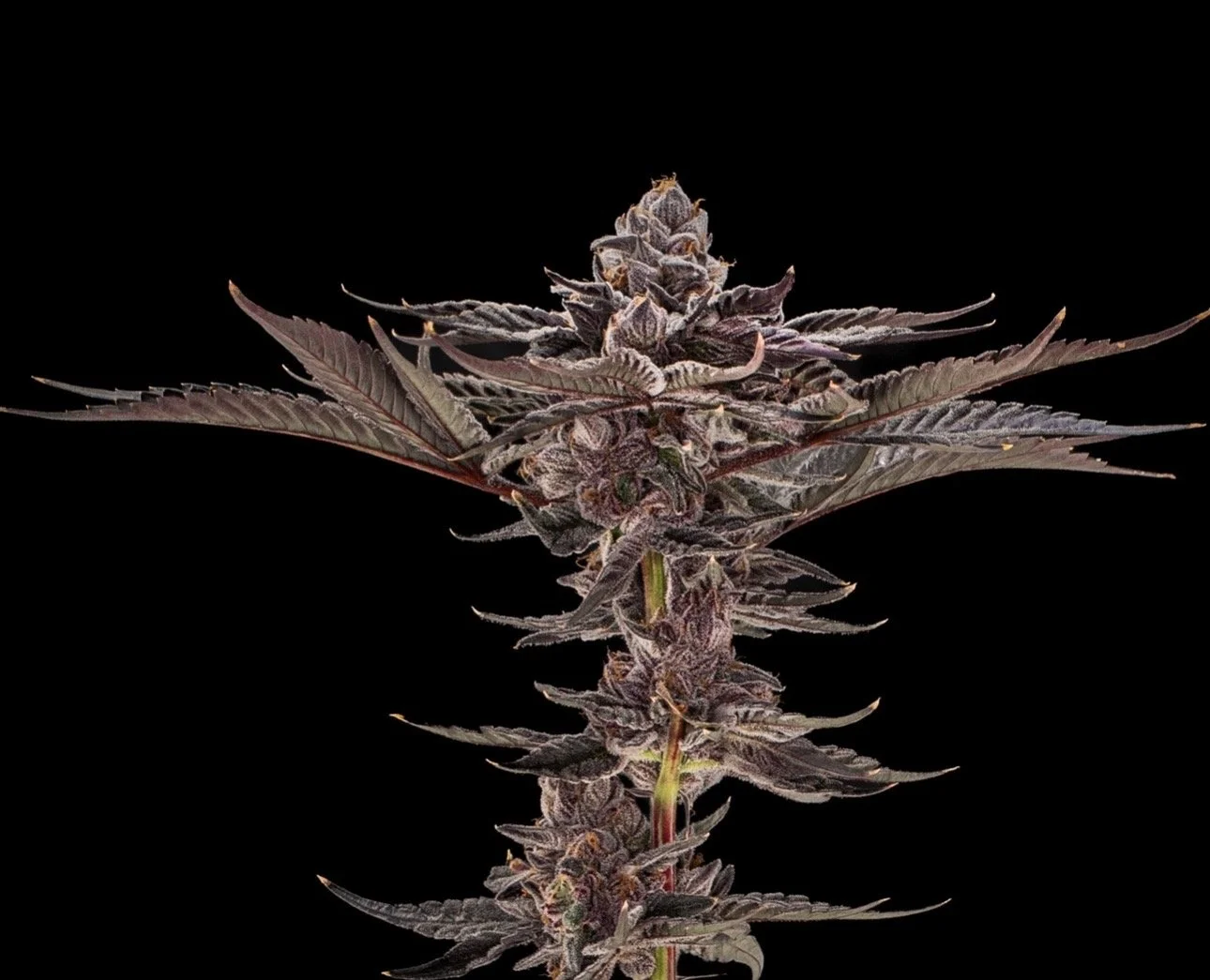 High THC Seeds, High THC Clones for sale, Fiya Farmer Clones, Seed Junky Clones, Grow More Fire Clones, Craft Farmer Clones for sale, Dank Mob Clones, Preferred Garden Clones for sale, High THC Clones, Verified Breeder cuts clones for sale, 