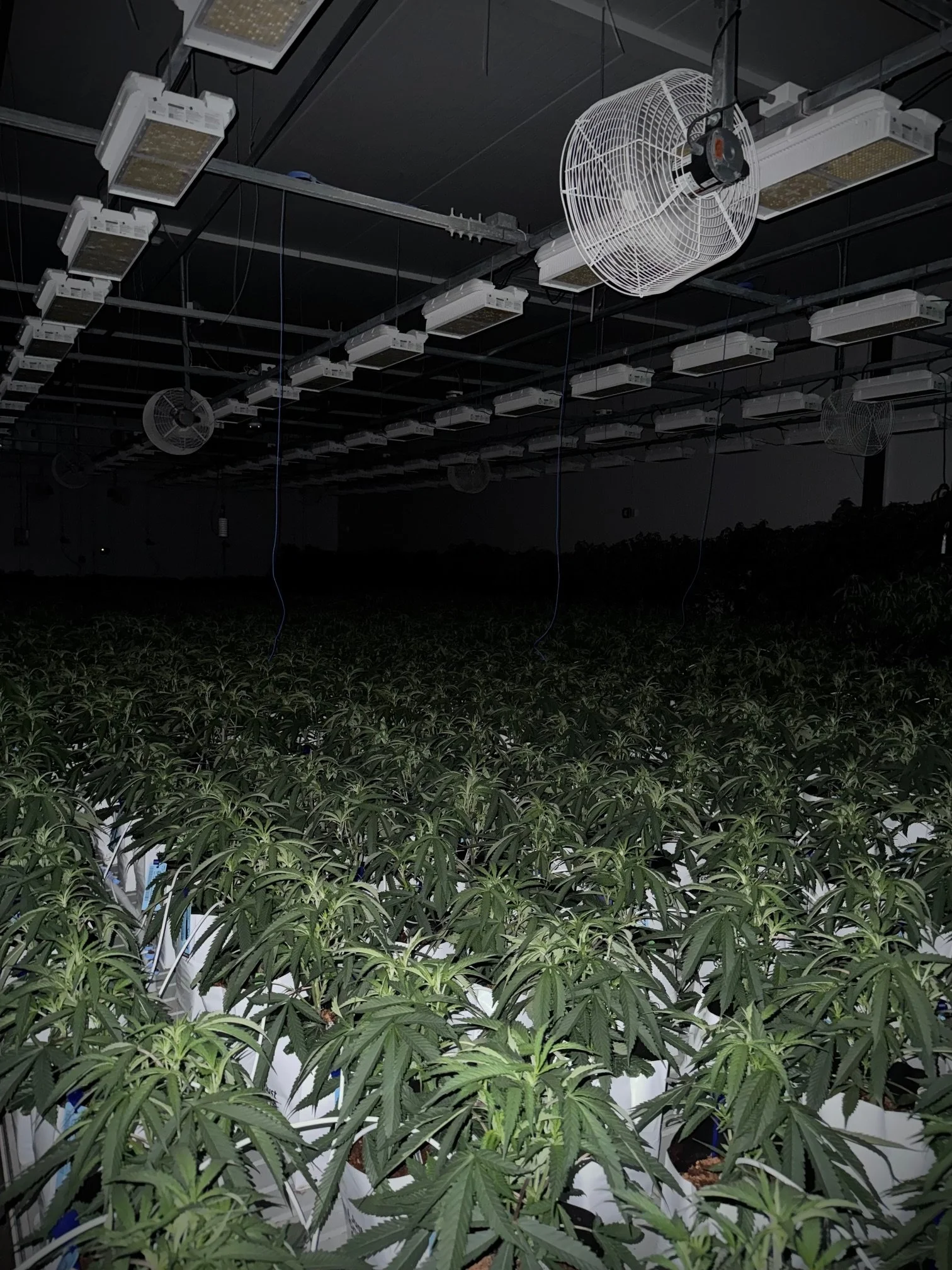 Indoor cannabis grow operation with rows of cannabis plants under artificial lighting and ceiling fans for ventilation. Exotic Feminized Seeds, Legal Hemp Seeds. Cookies Seeds, BackPack Boyz Feminized Seeds, Fiya Farmer Seeds, Candy Gas Seeds