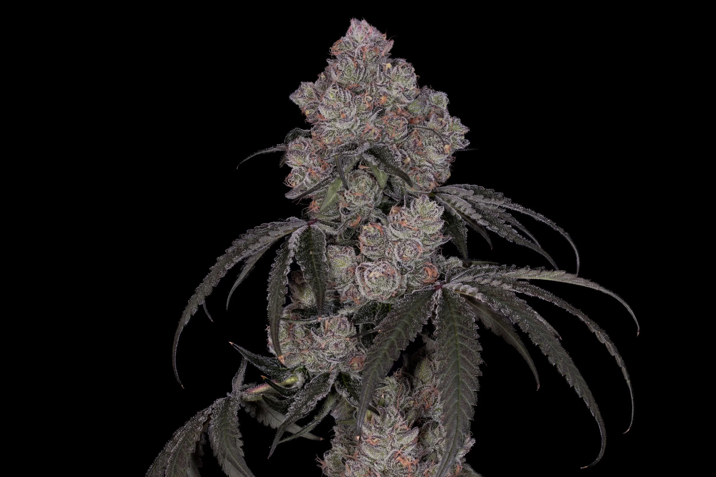 Close-up of a purple cannabis plant with frosty trichomes on dark black background. Exotic Feminized Seeds, Legal Hemp Seeds. Cookies Seeds, BackPack Boyz Feminized Seeds, Craft Farmer Seeds, Seed Junky Seeds, Fiya Farmer Seeds, Candy Gas Seeds