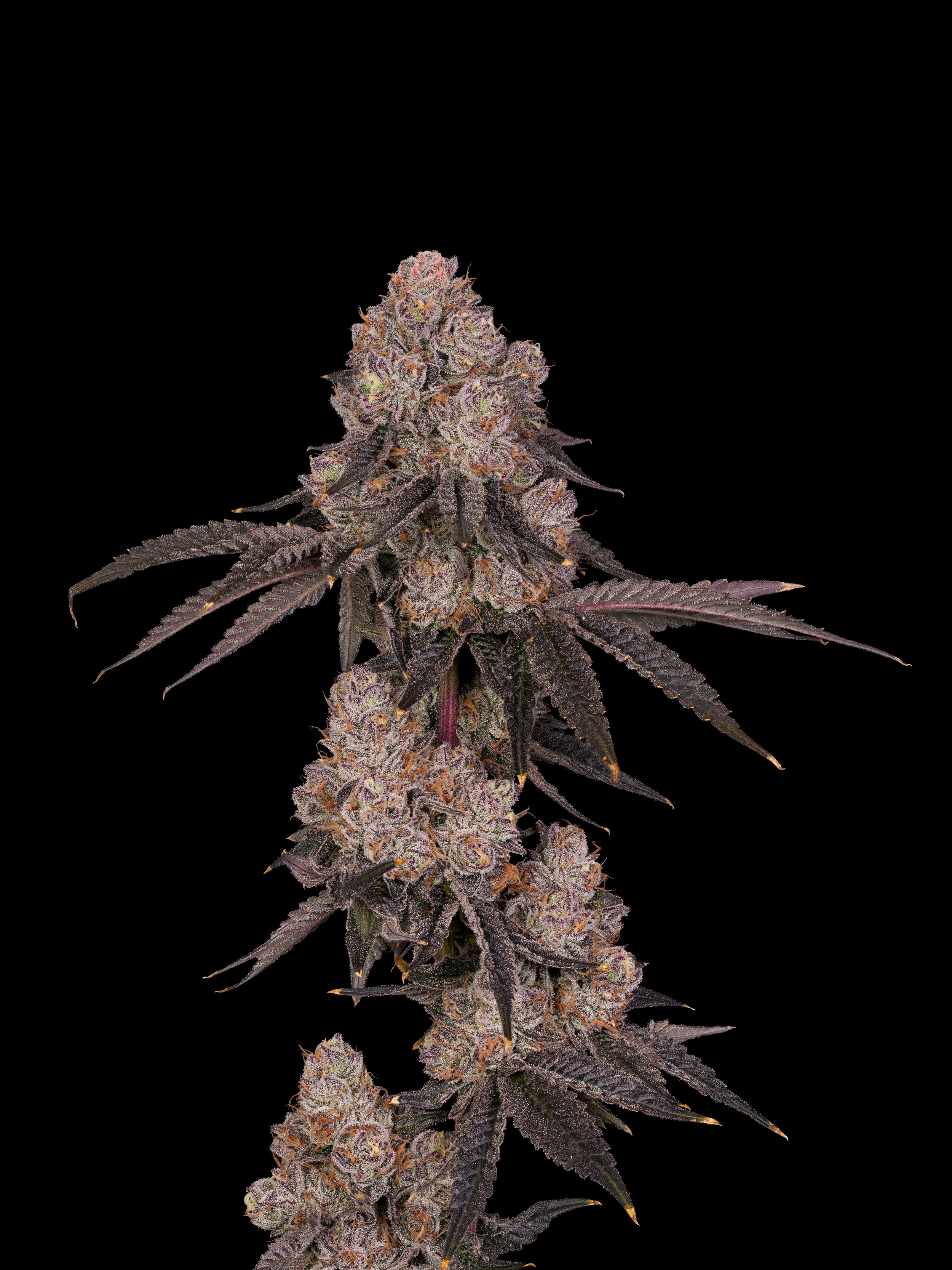 Close-up of a flowering cannabis plant with purple and green leaves, covered in trichomes, against a black background.