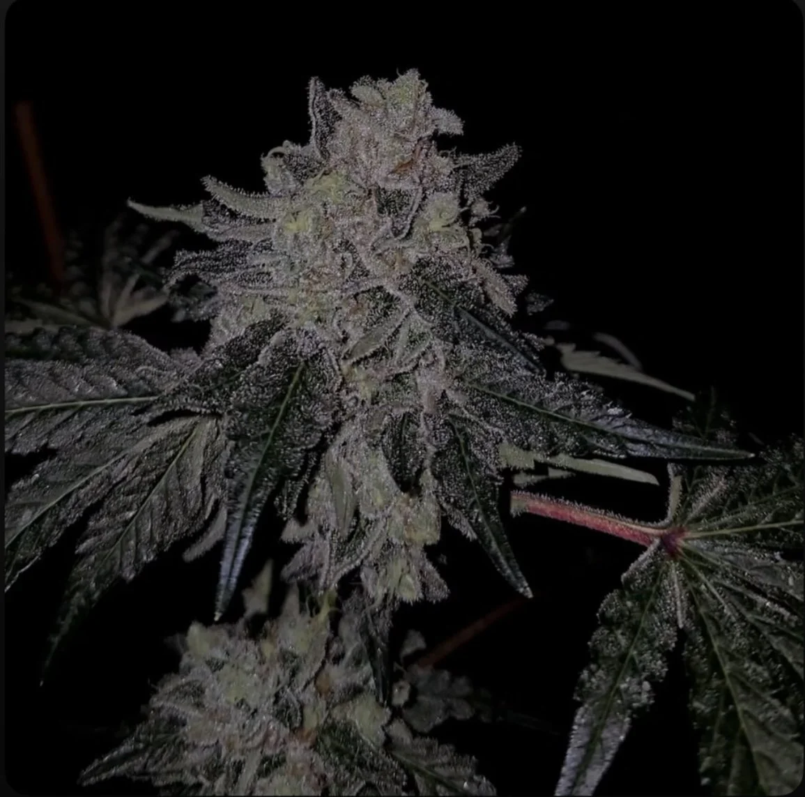 Close-up of a cannabis plant covered in trichomes, with dark background. Exotic Feminized Seeds, Legal Hemp Seeds. Cookies Seeds, BackPack Boyz Feminized Seeds, Craft Farmer Seeds, Seed Junky Seeds, Fiya Farmer Seeds, Candy Gas Seeds