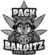 PACK BANDITZ (US)