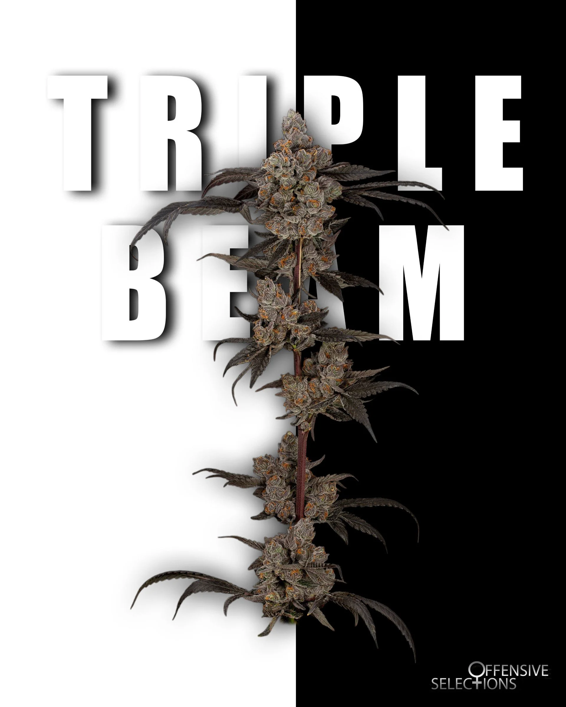 thumbnail_offensive-triple-beam.jpg
