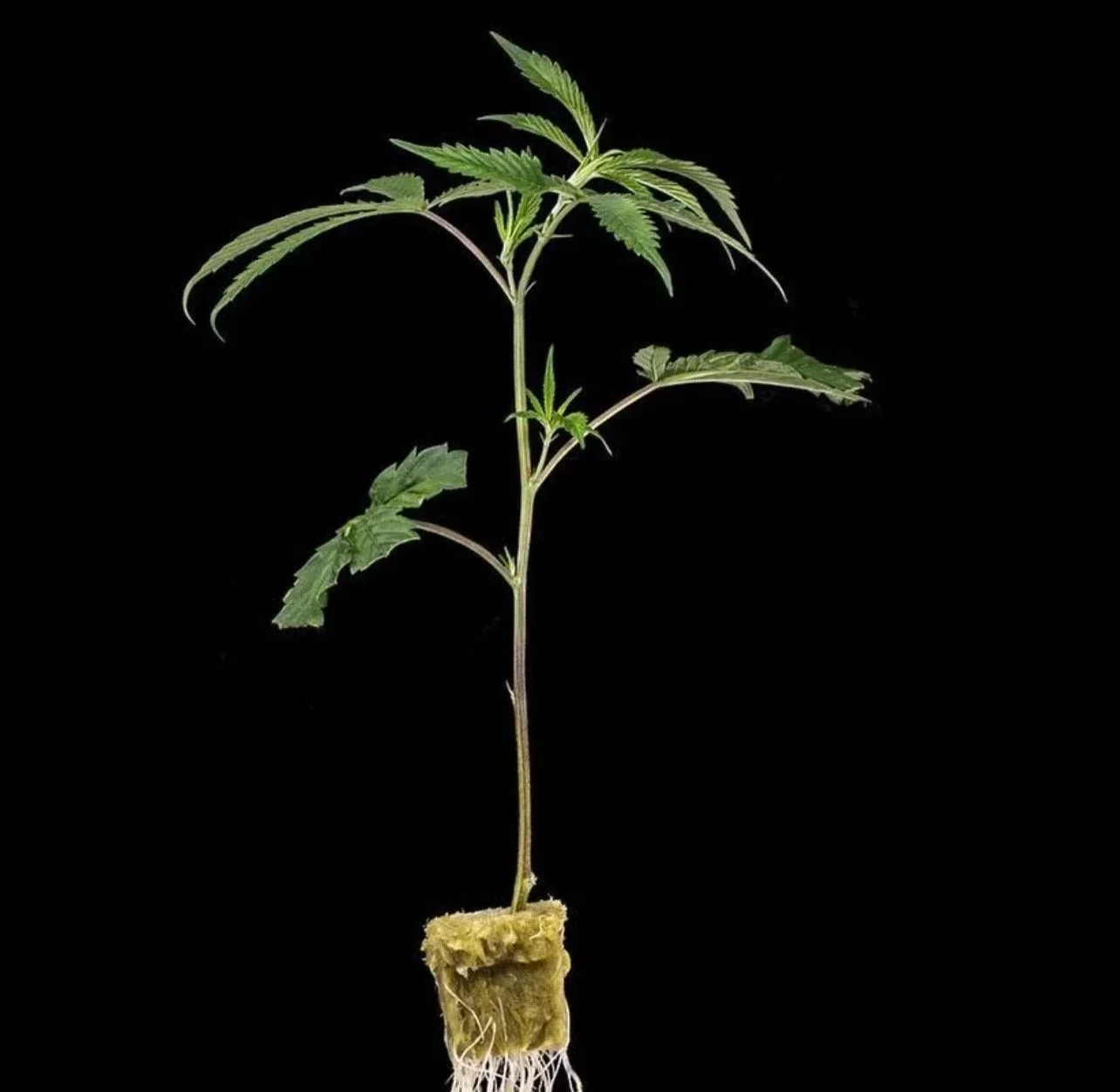 Young cannabis plant with roots in soil pressed into a small cube, Exotic Feminized Seeds, Legal Hemp Seeds. Cookies Seeds, BackPack Boyz Feminized Seeds, Craft Farmer Seeds, Seed Junky Seeds, Fiya Farmer Seeds, Candy Gas Seeds