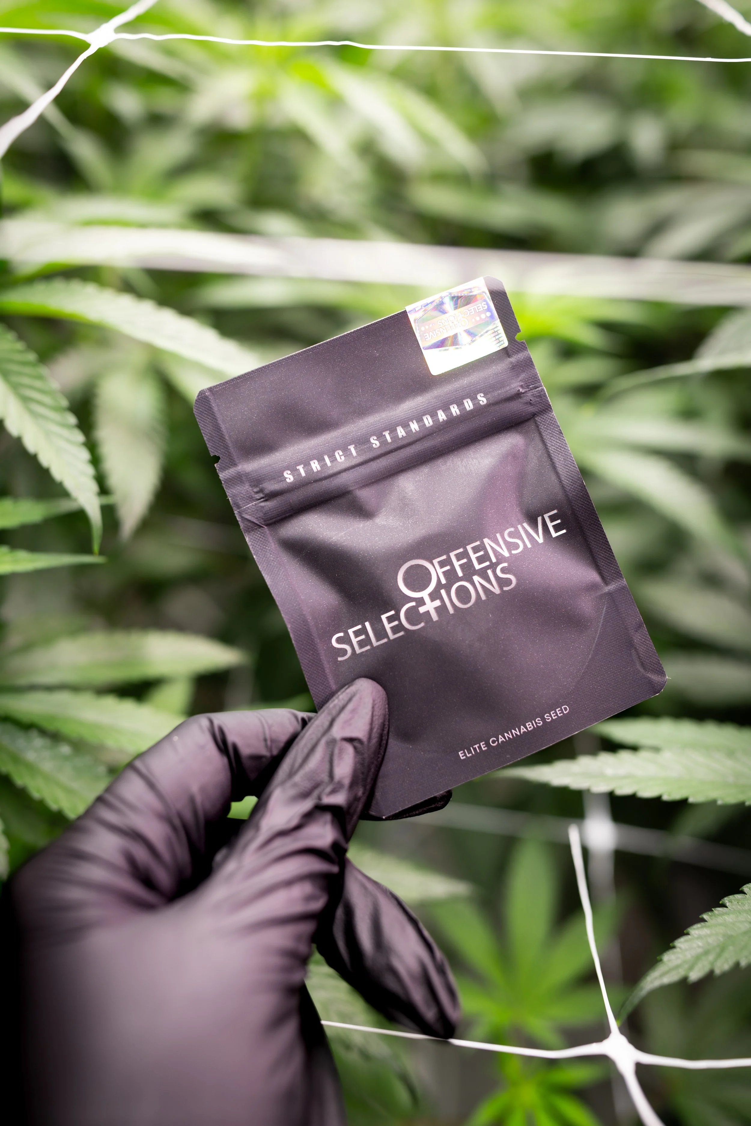 Deep Blue Z (7 feminized seeds)