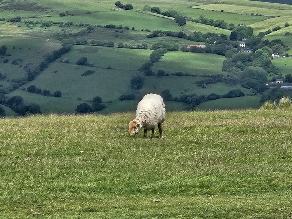 A sheep on Garth Mountain.