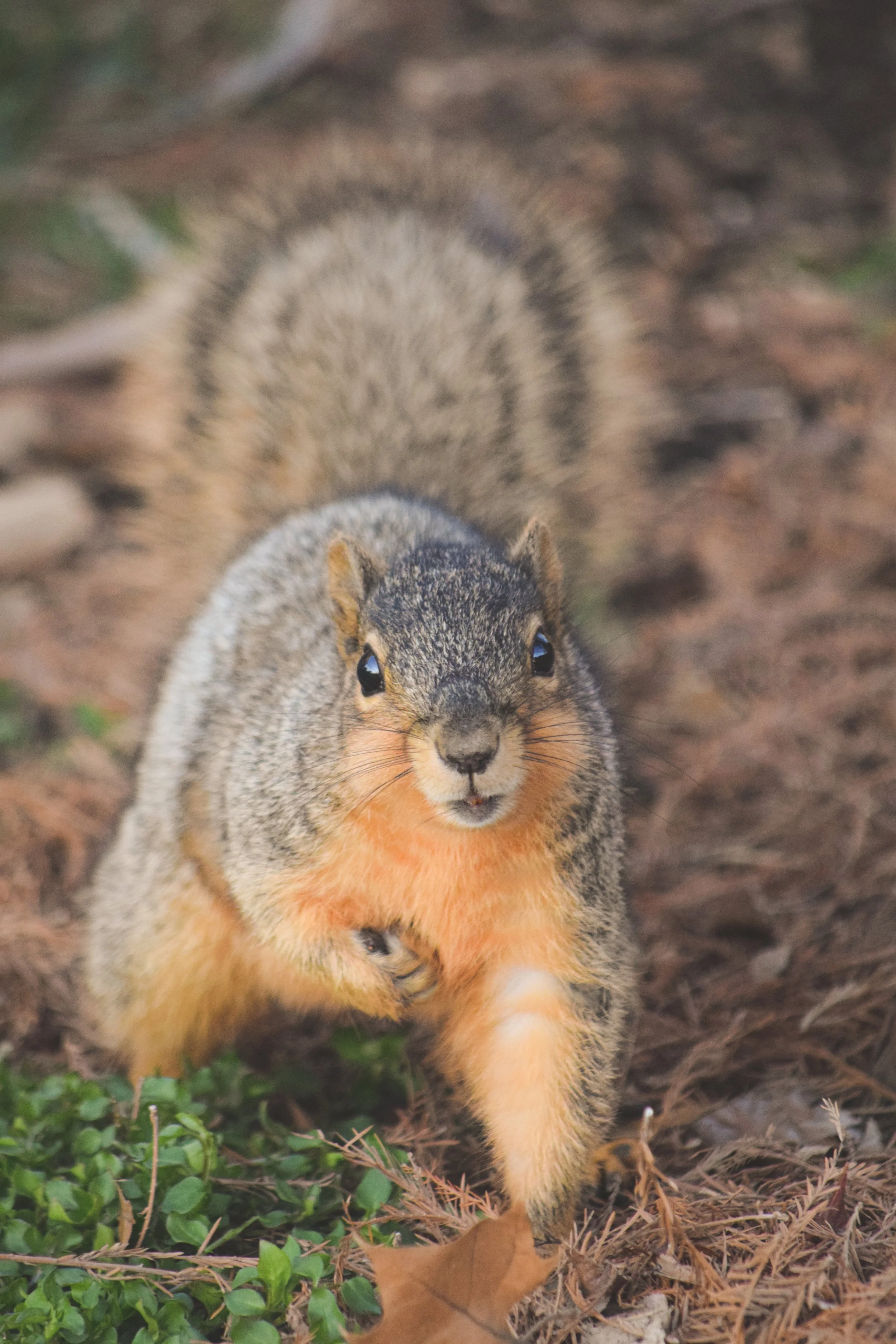 DSC_0610 copiar.jpg