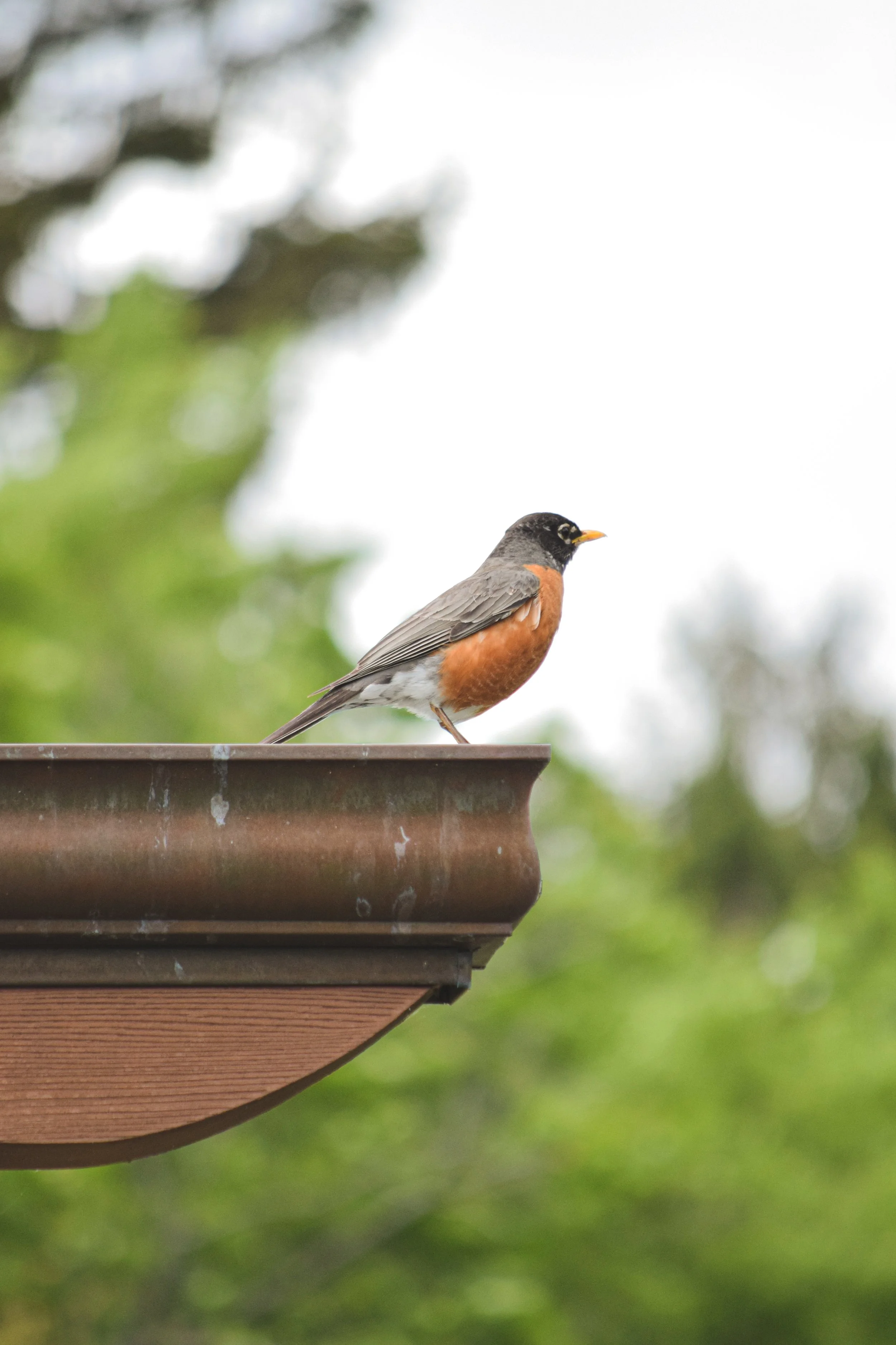 DSC_0363 copiar.jpg