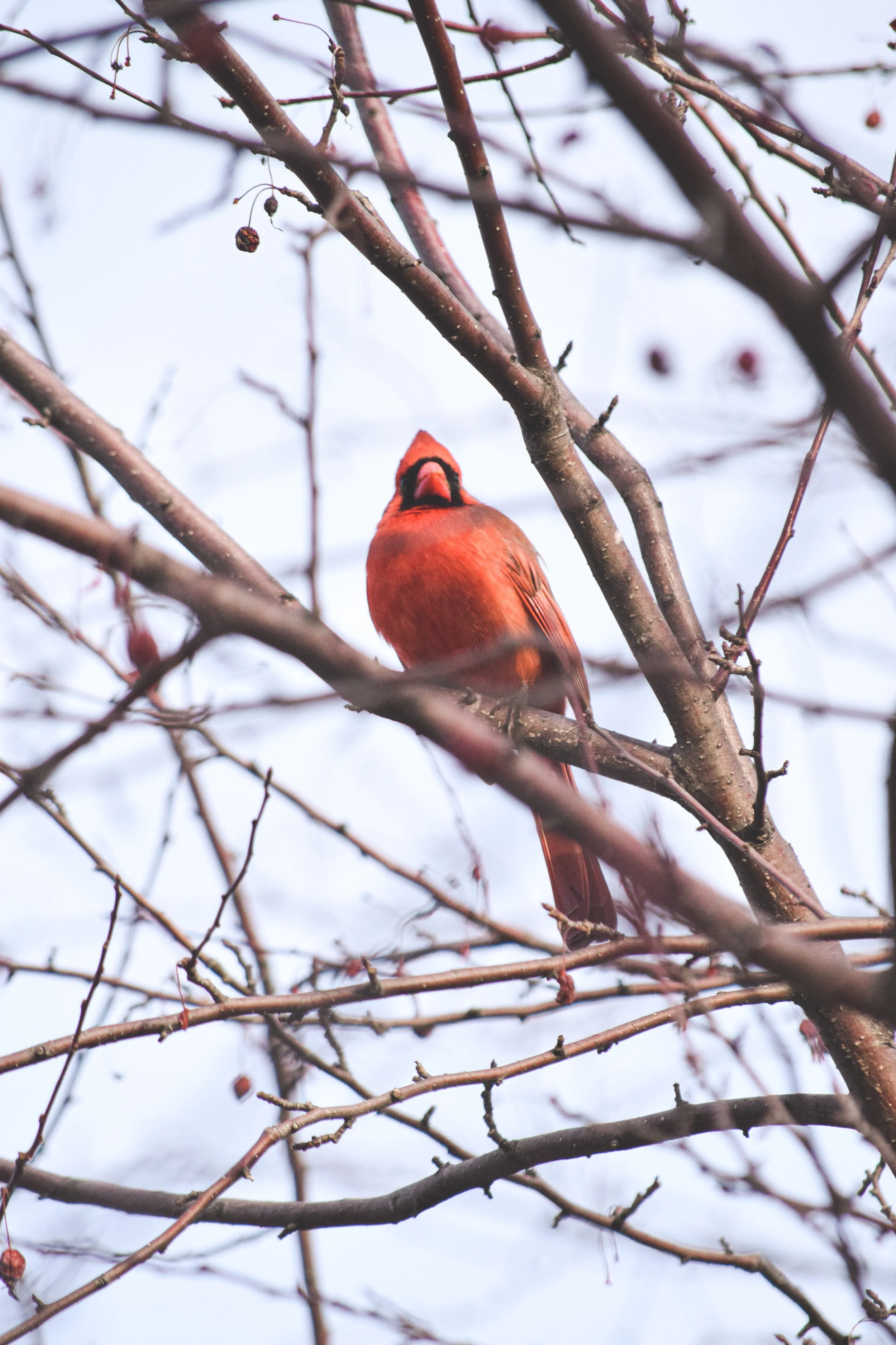 DSC_0024 copiar.jpg
