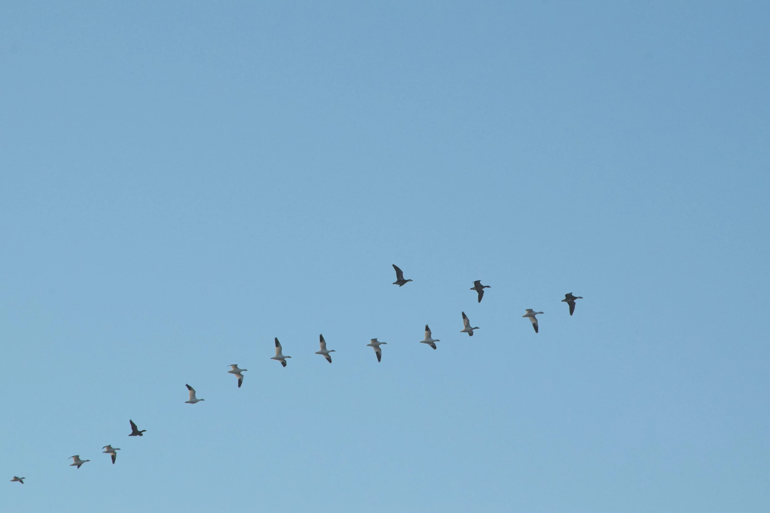 DSC_0422 copiarr.jpg