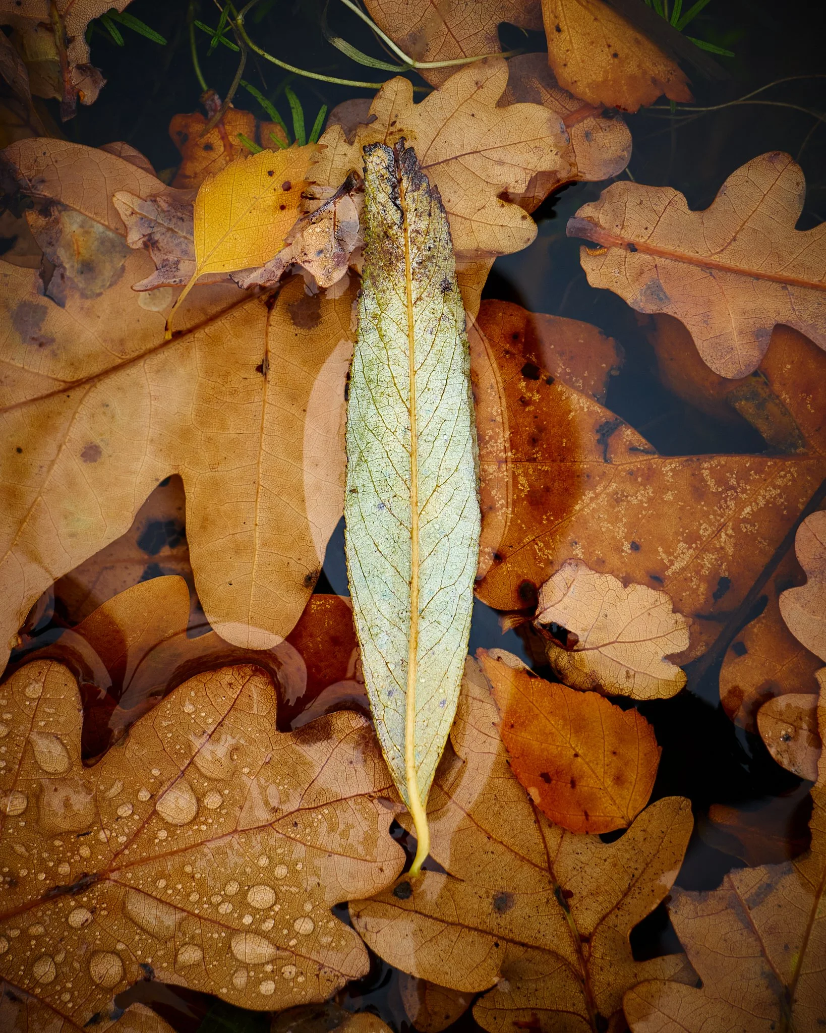 _1020822.jpg