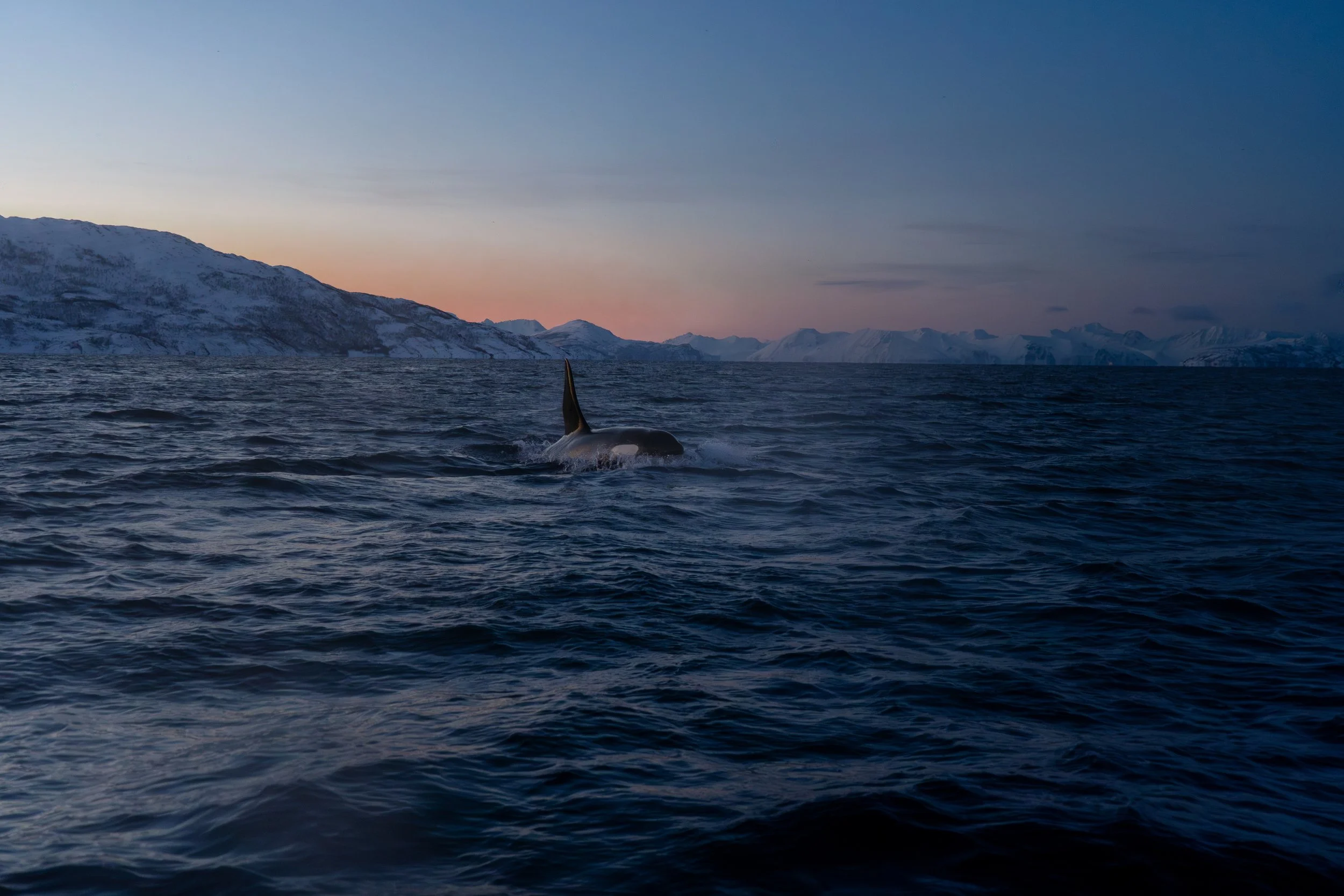 ARCTIC ❘ Aux confins du Grand Nord (2)