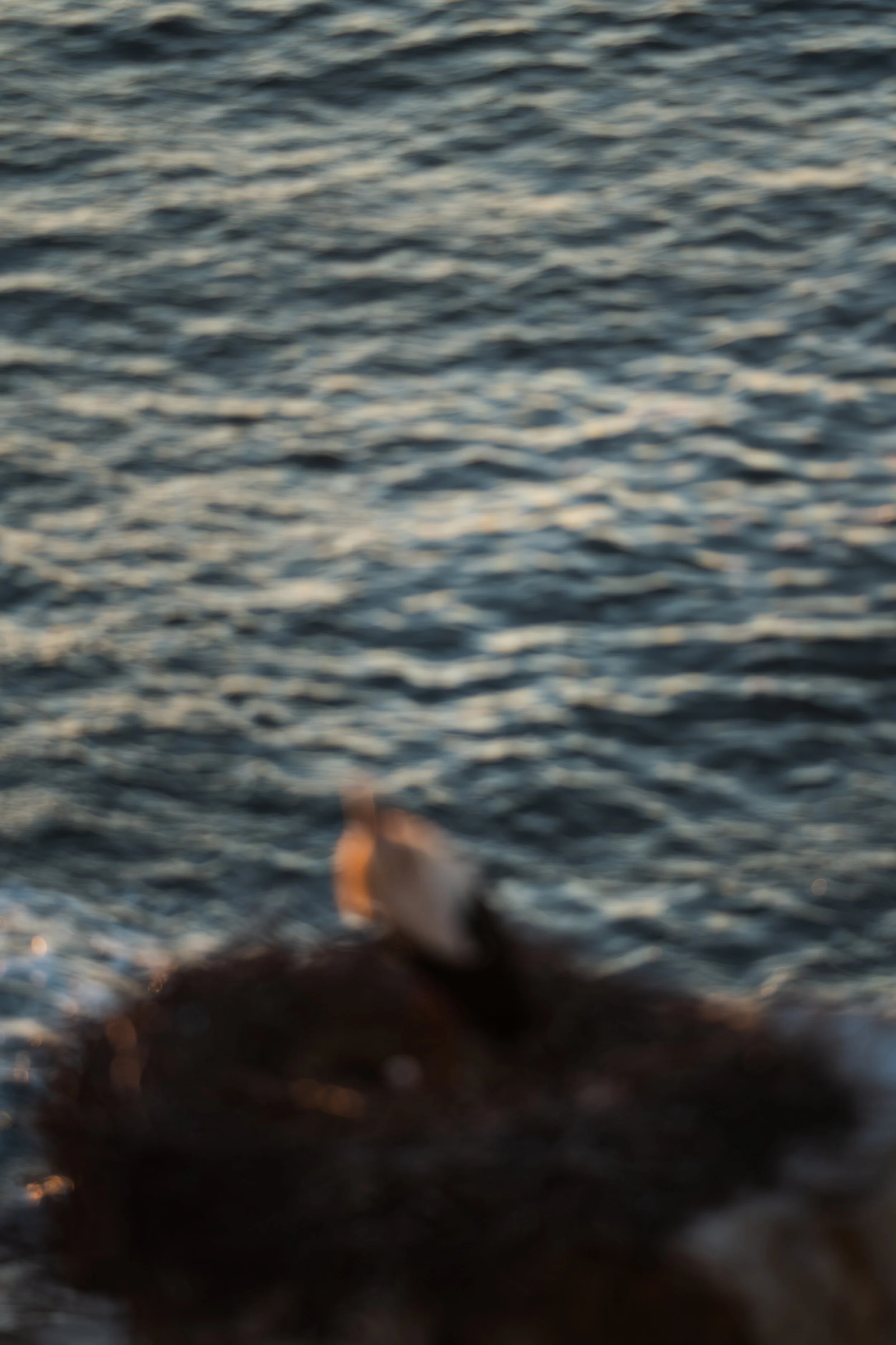 Une scène floue d'une personne ou d'un animal sur la plage près de l'eau, avec des reflets de lumière sur la surface de l'eau.