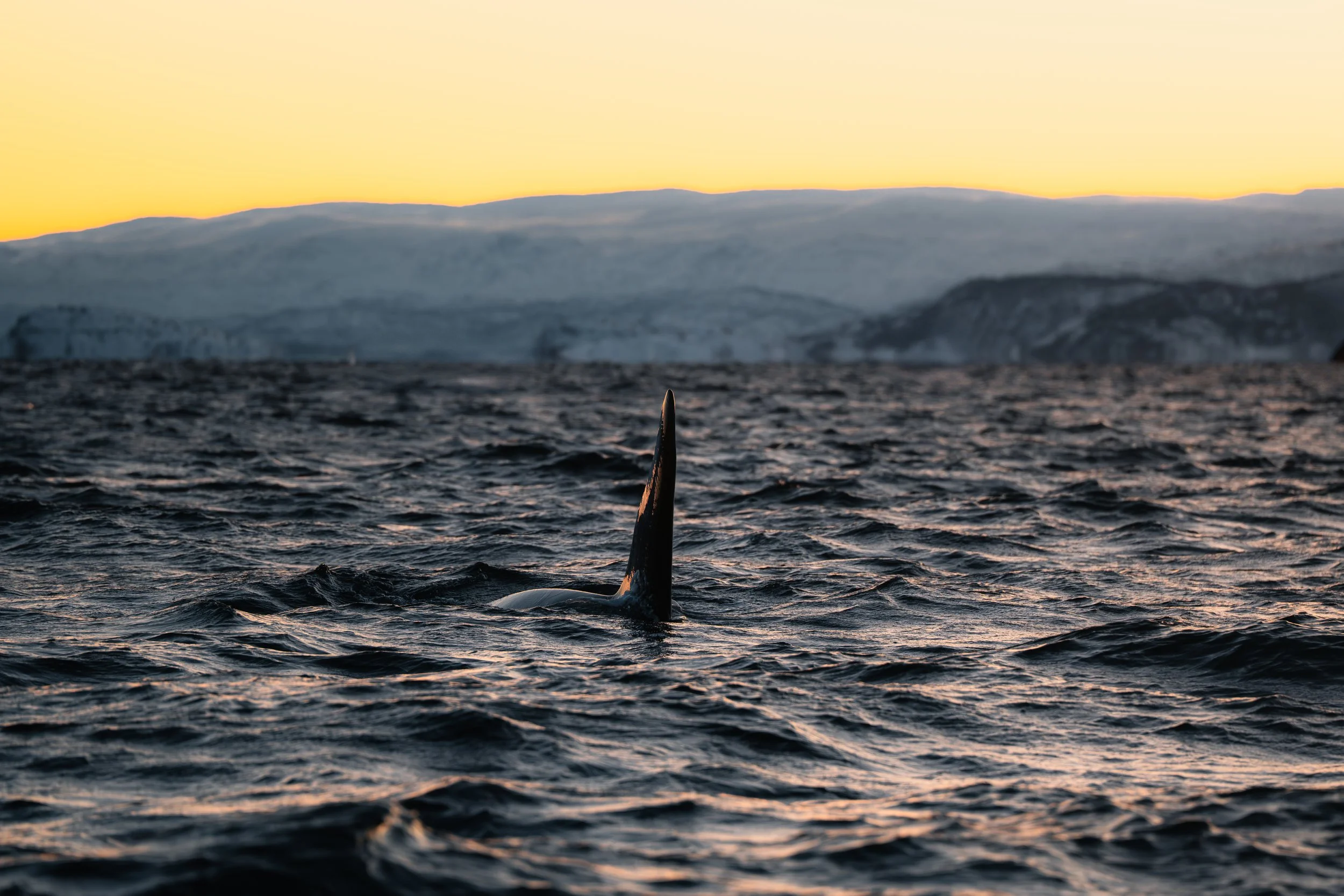 ARCTIC ❘ Aux confins du Grand Nord (10)