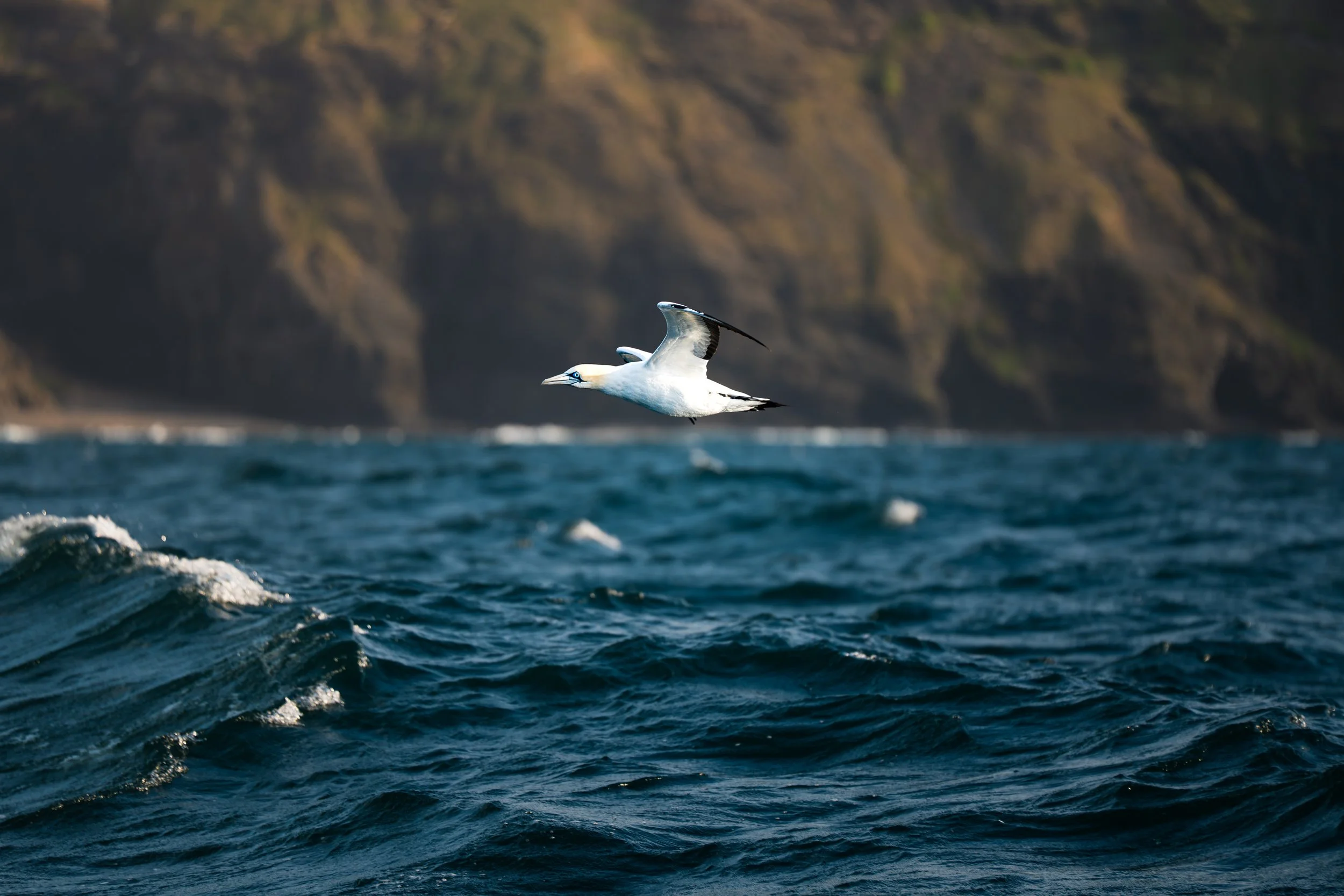 Une mouette vole au-dessus de la mer avec des hautes falaises en arrière-plan.