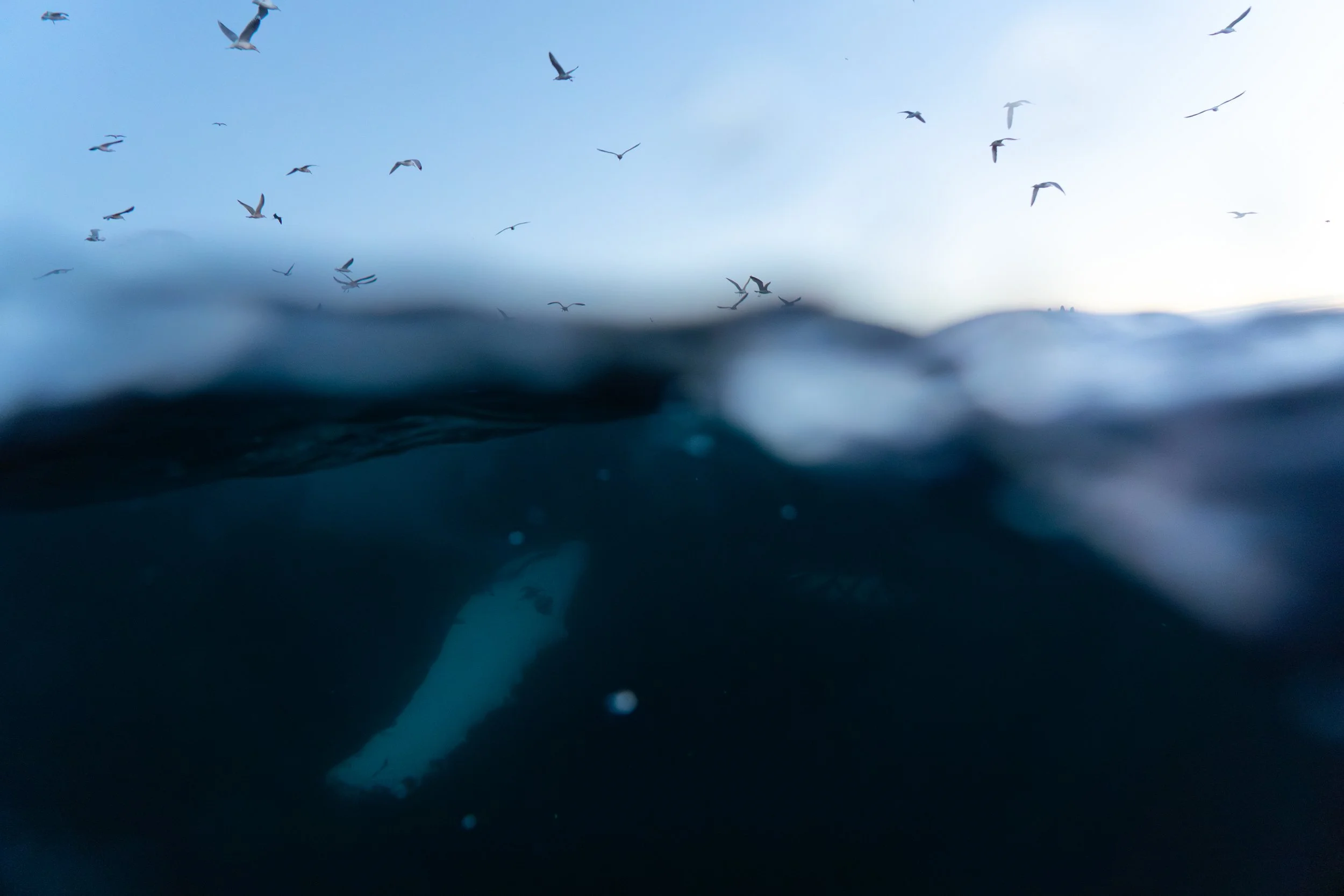 Un groupe d'oiseaux volent au-dessus de l'océan, avec une vue partielle sous-marine d'une nageoire de dauphin. La mer est calme et le ciel est clair.