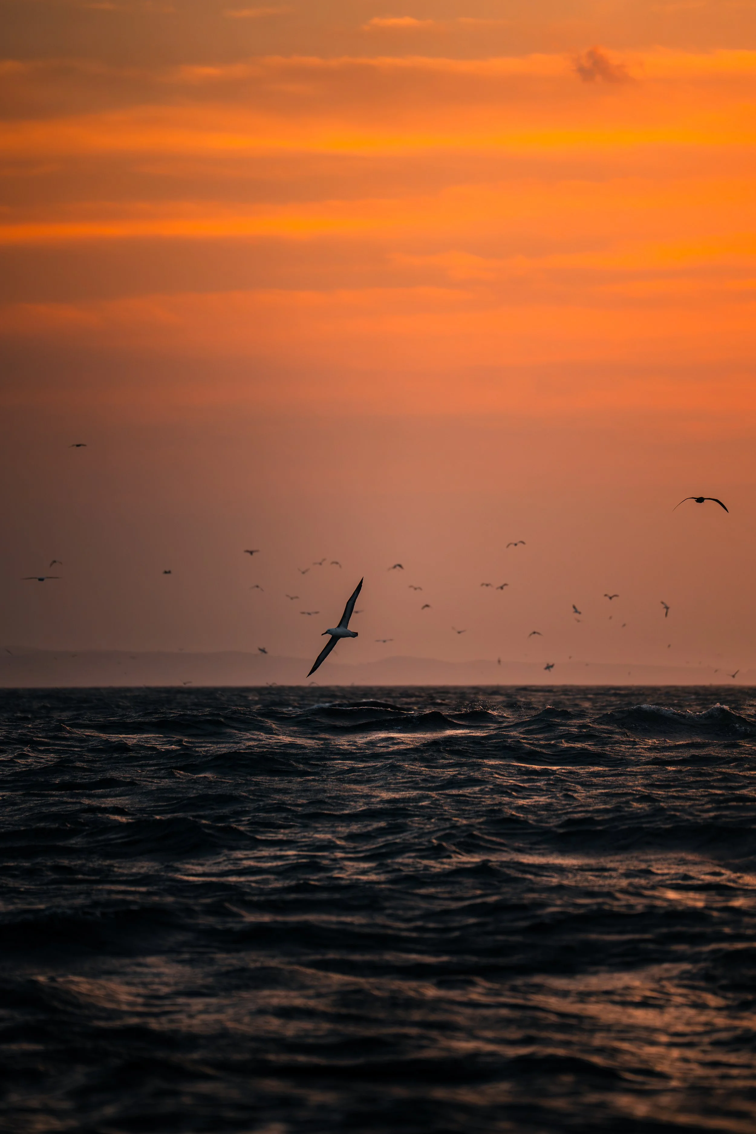 Couchers de soleil sur la mer avec des mouettes volant dans le ciel orange