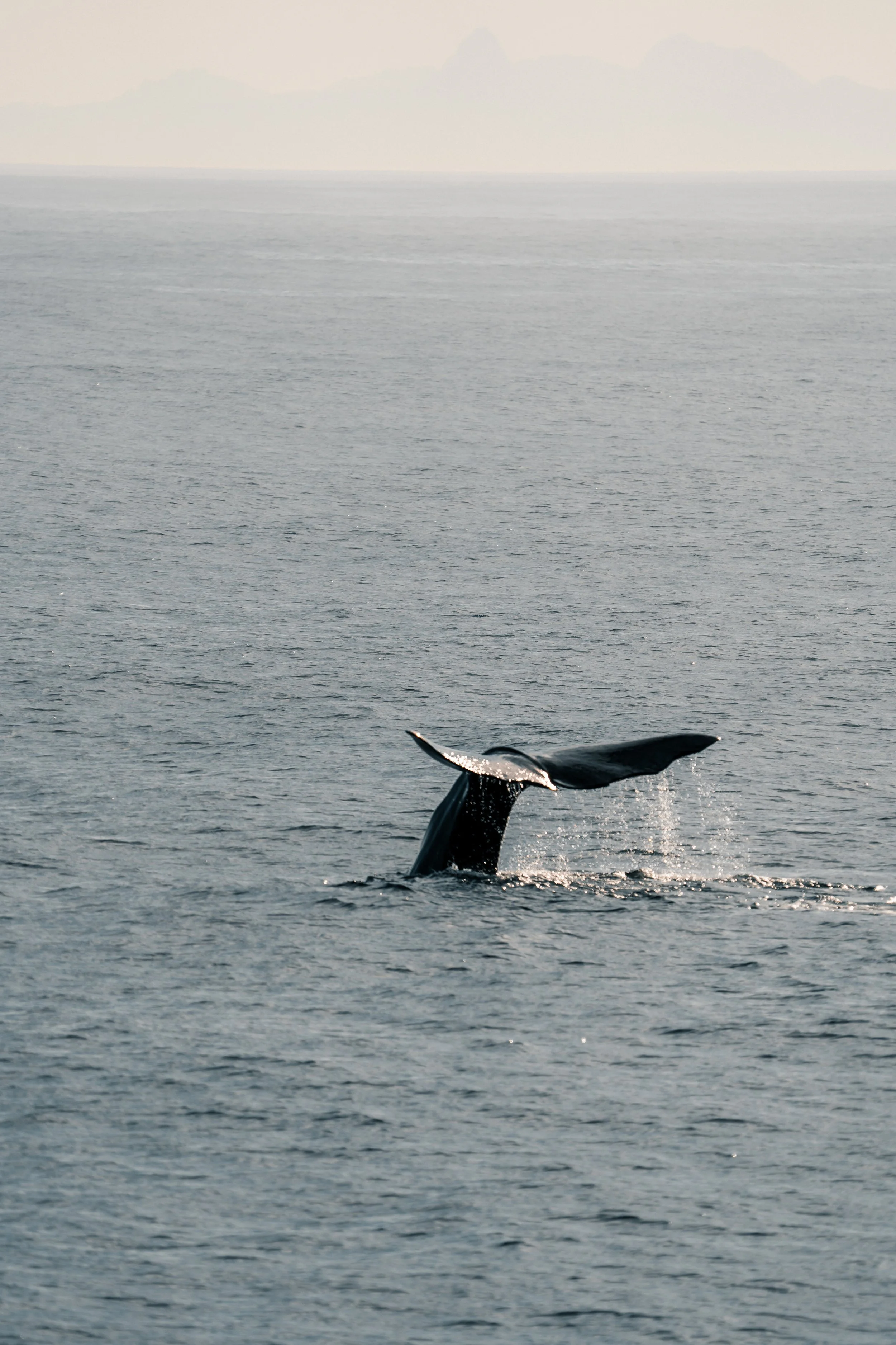 Une baleine qui saute hors de l'eau dans l'océan avec un paysage de montagnes lointaines en arrière-plan.