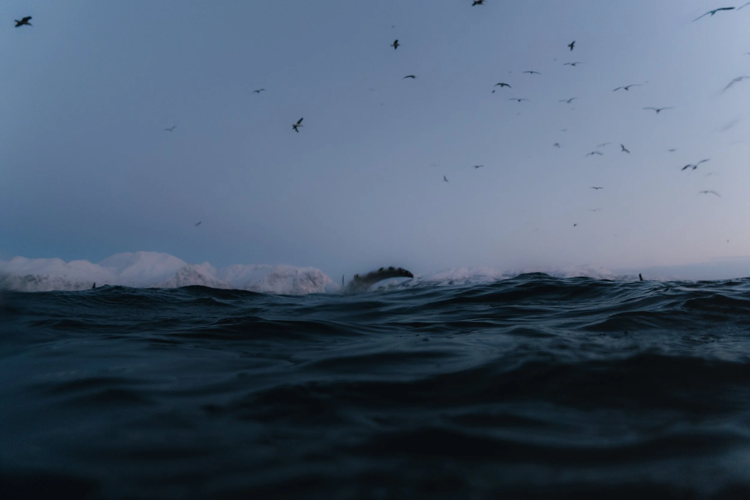 ARCTIC ❘ Aux confins du Grand Nord (7)