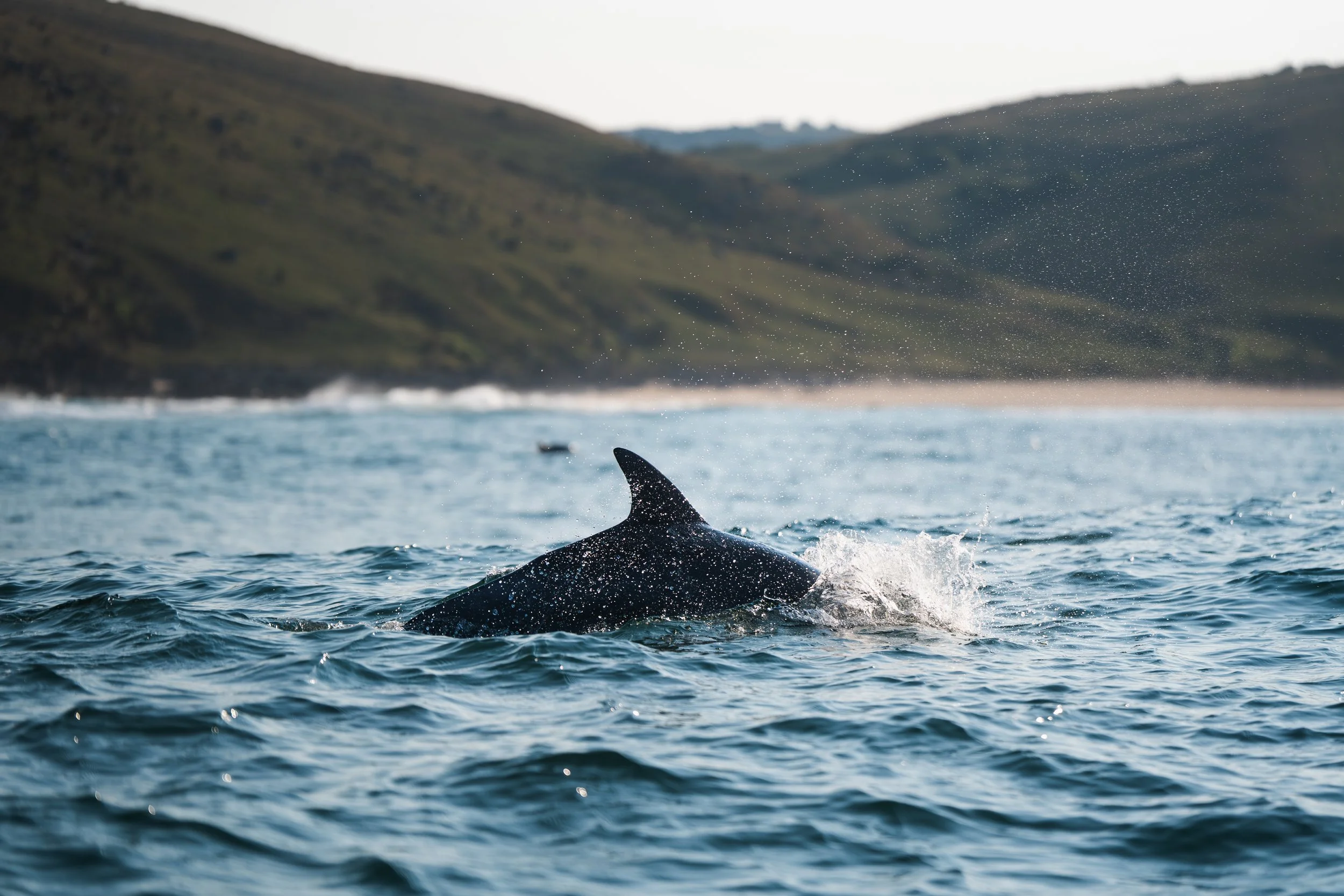 Un dauphin nageant dans l'océan, avec une queue visible dépassant de l'eau, en arrière-plan des collines verdoyantes