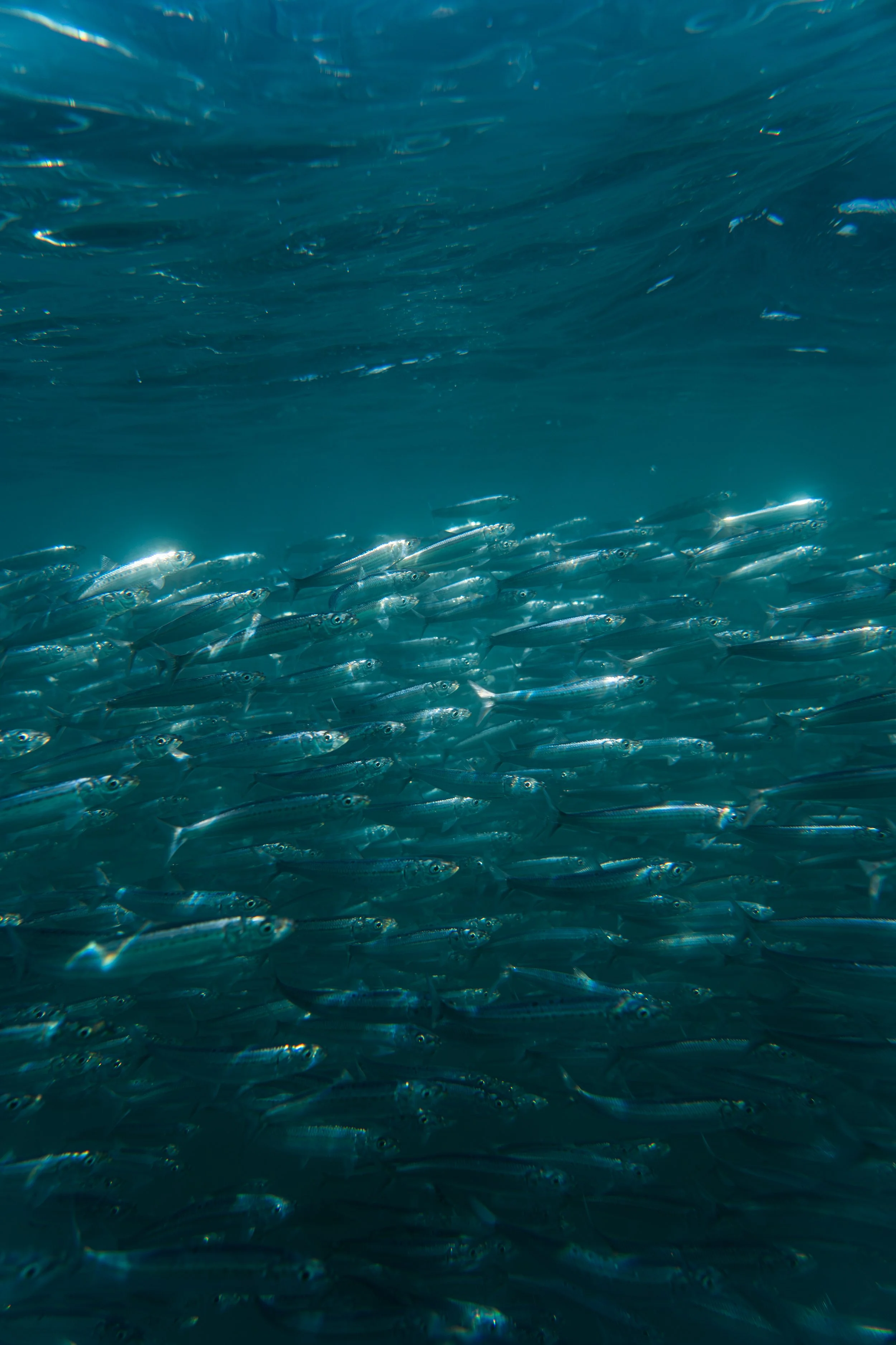 Une école de poissons argentés dans l'eau claire de la mer, avec un ciel bleu à la surface.