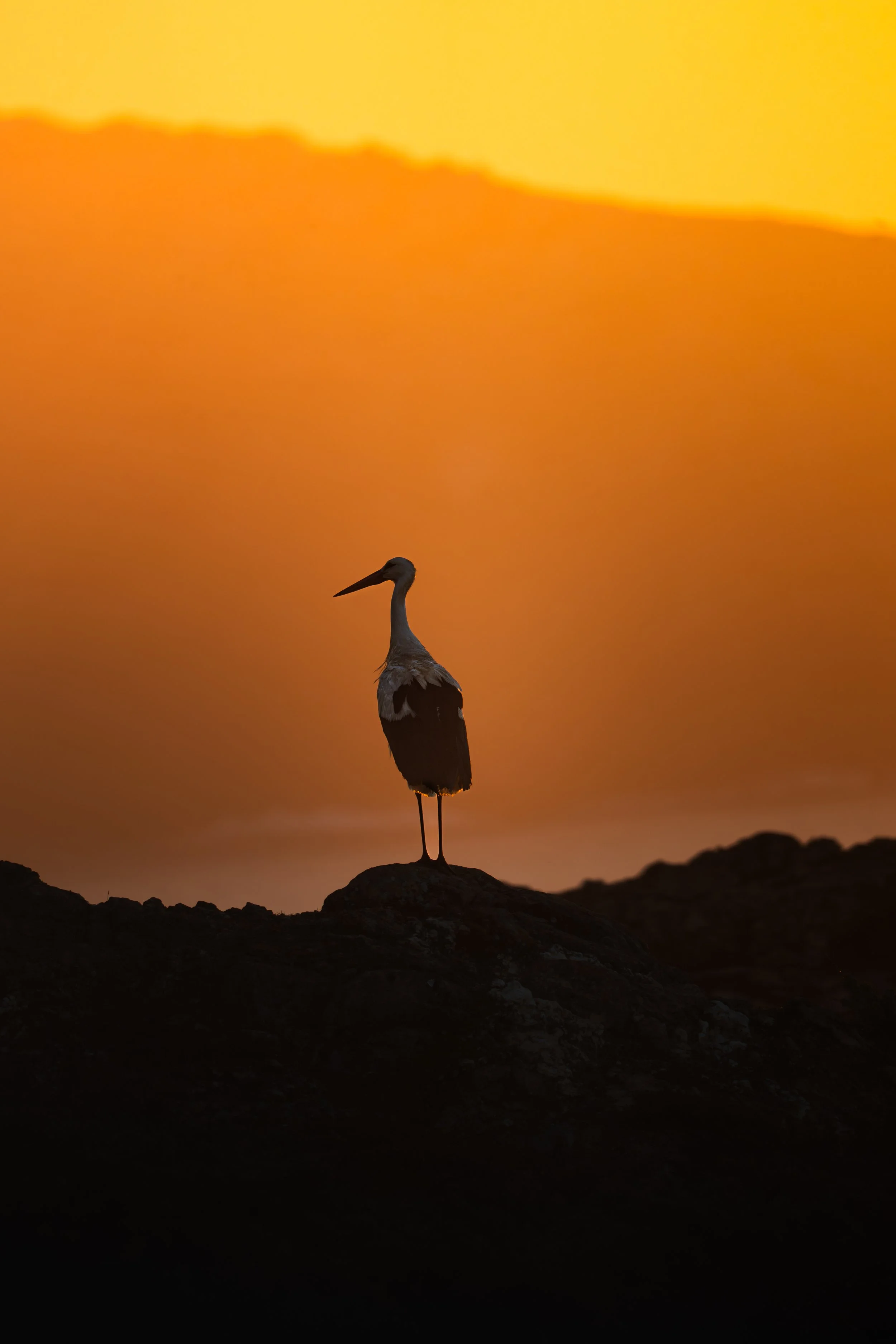 Un héron se tient sur une roche au crépuscule avec un ciel orange et jaune en arrière-plan.