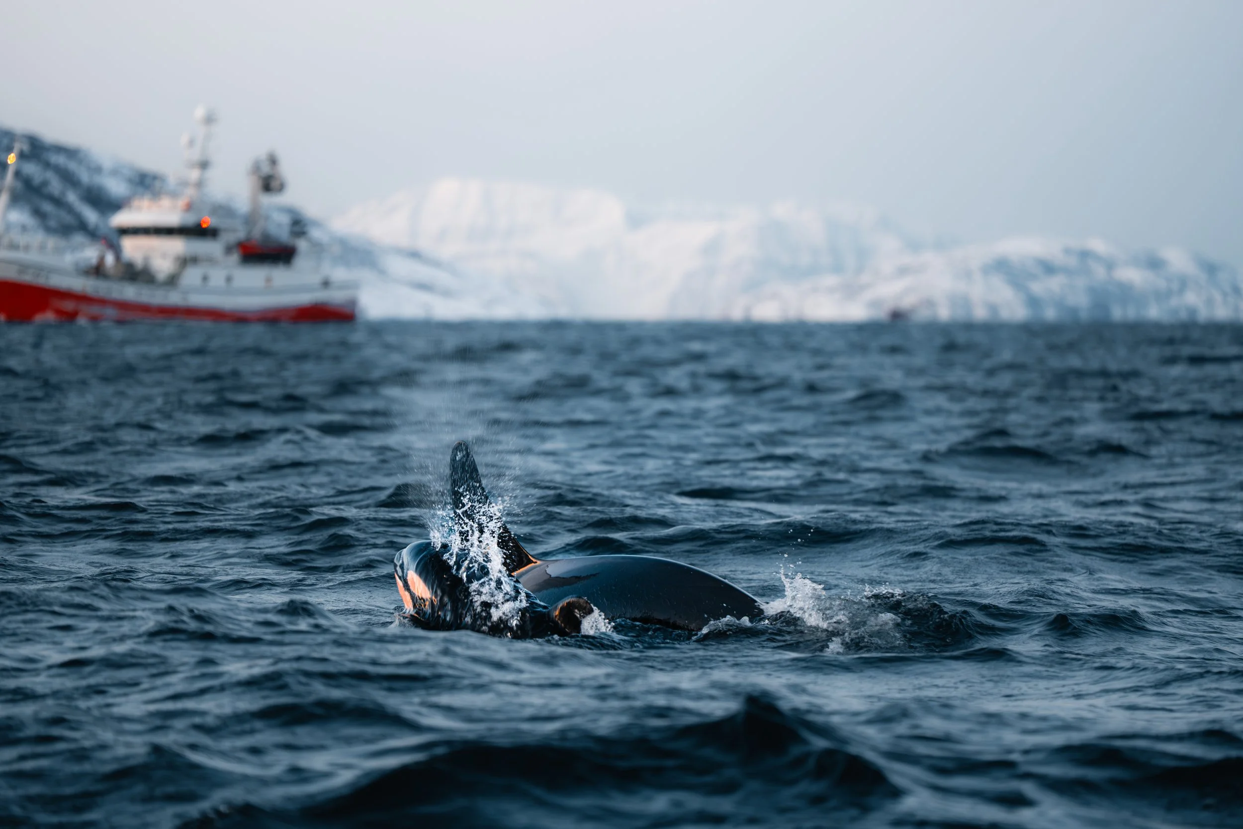 ARCTIC ❘ Aux confins du Grand Nord (9)