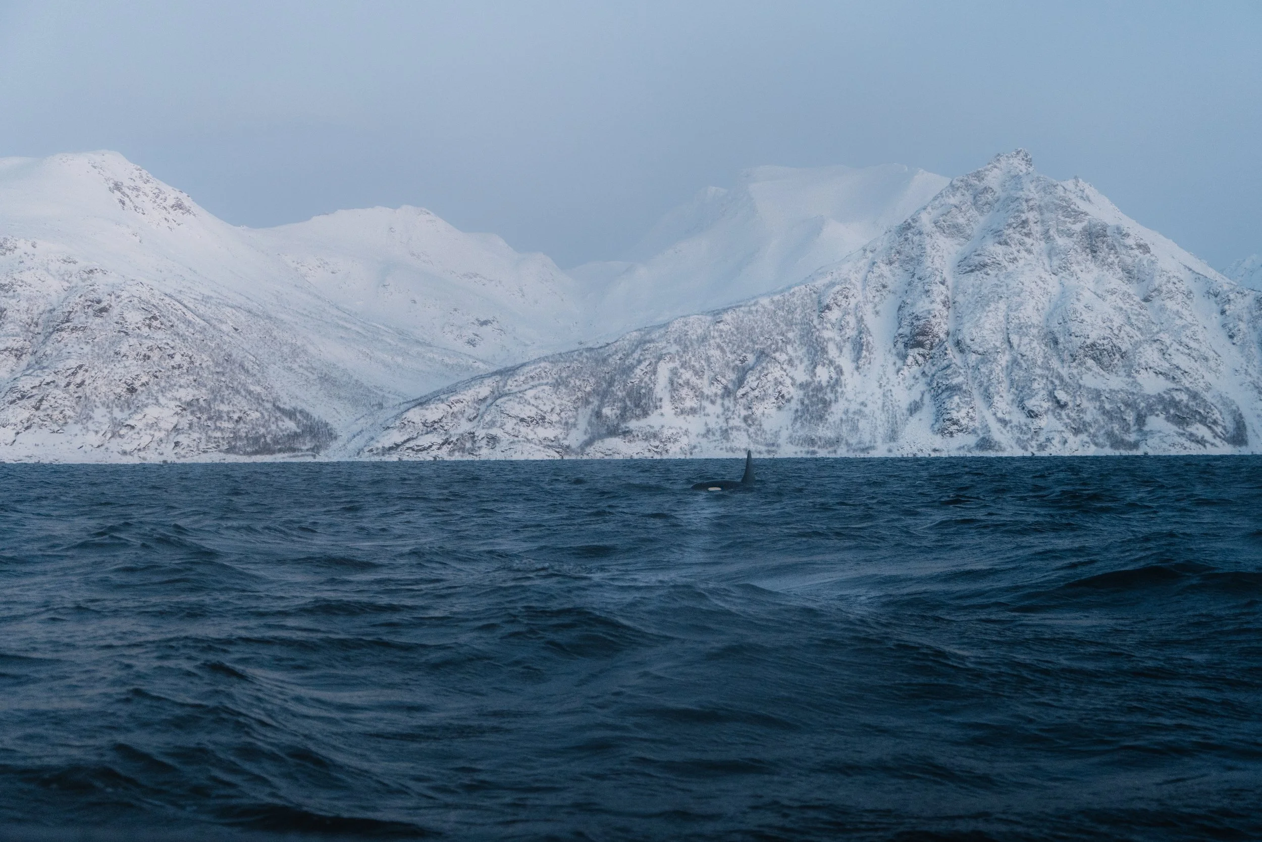 ARCTIC ❘ Aux confins du Grand Nord (4)