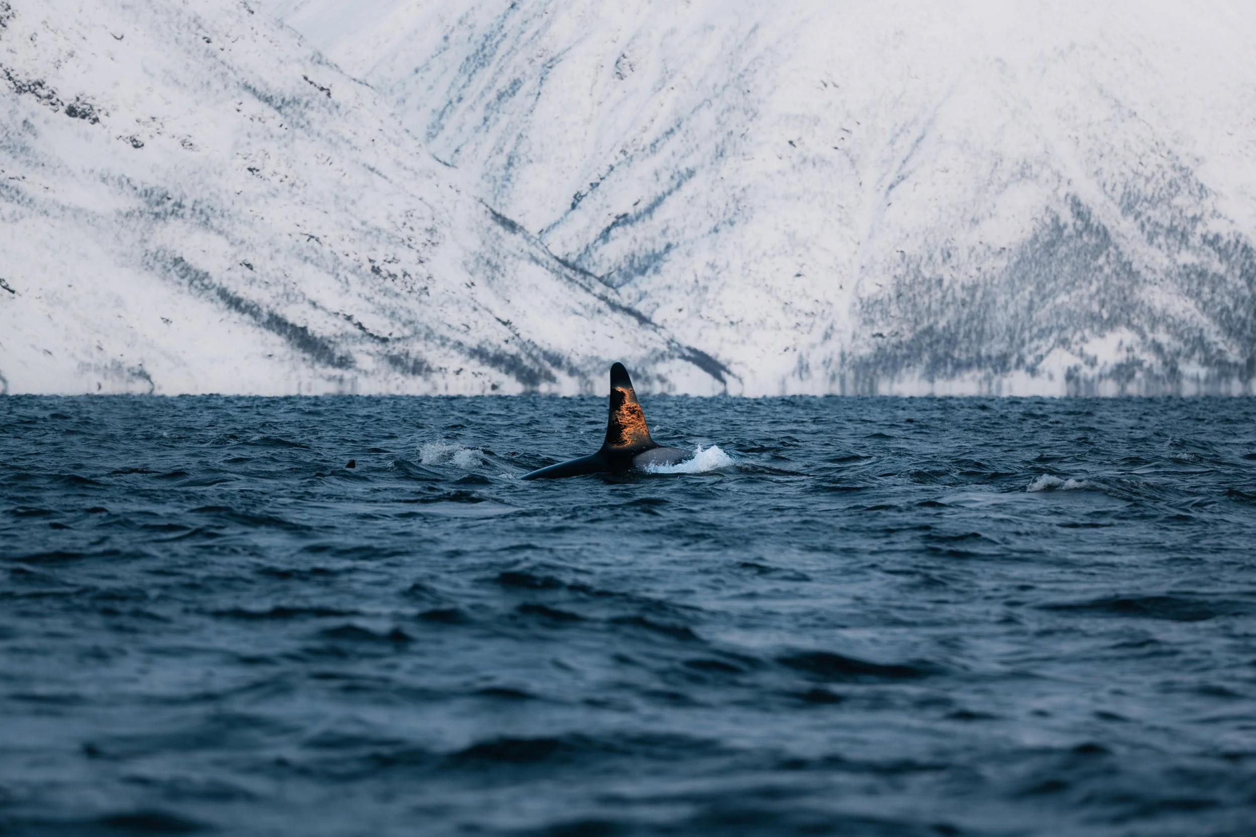 ARCTIC ❘ Aux confins du Grand Nord (3)