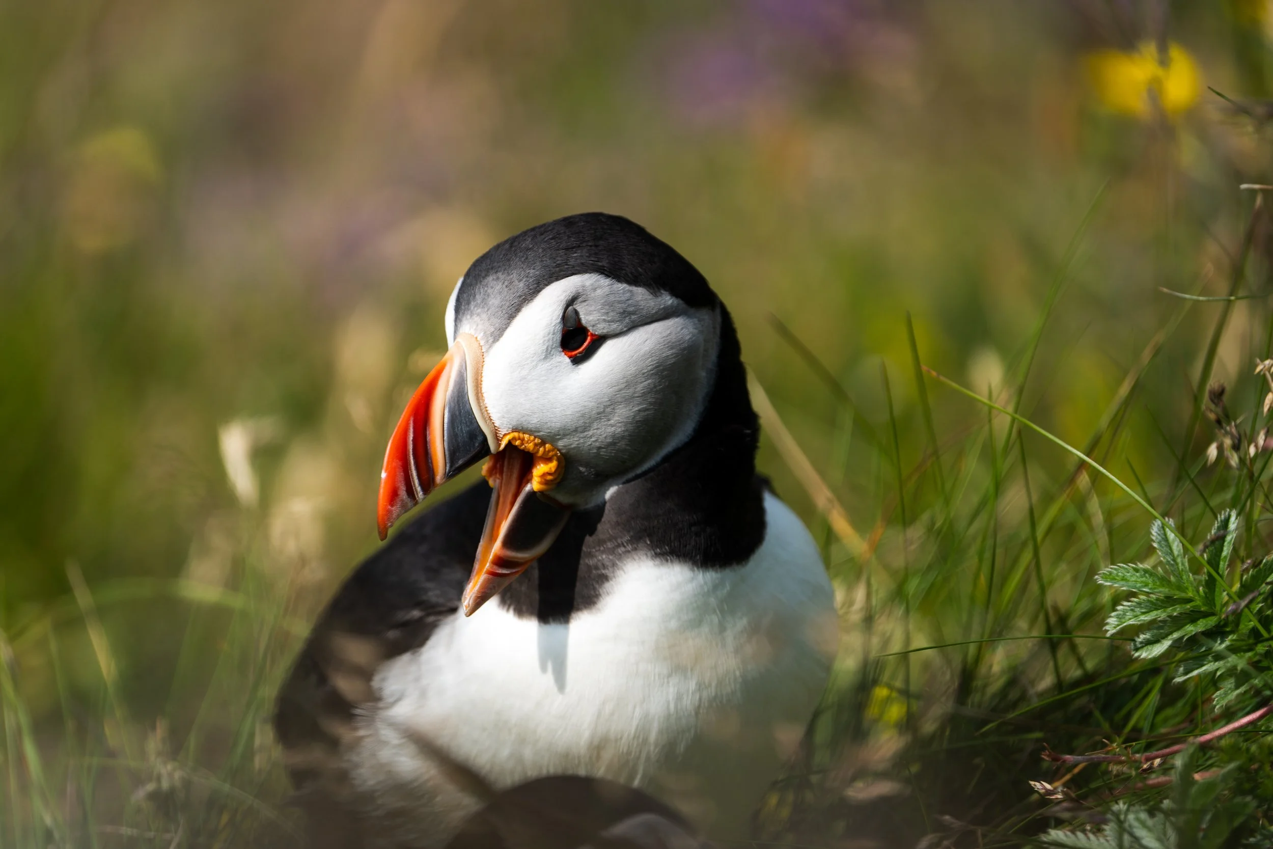 ISLANDE ❘ La solitude des glaces (9)