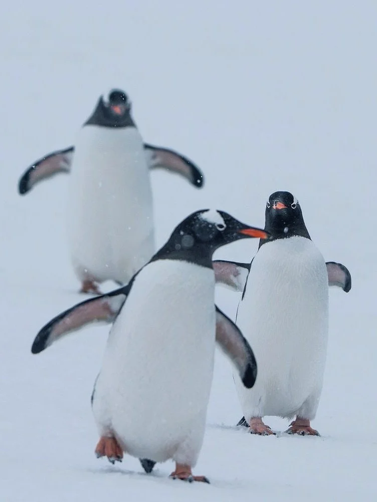 Starting this Sunday, 15th February at 12.45pm on ITV1, @juliabradbury&rsquo;s Wonders of the Frozen South, a new three-part documentary TV series in partnership with @hxexpeditions.

The series follows Julia on an incredible 23-day expedition itiner