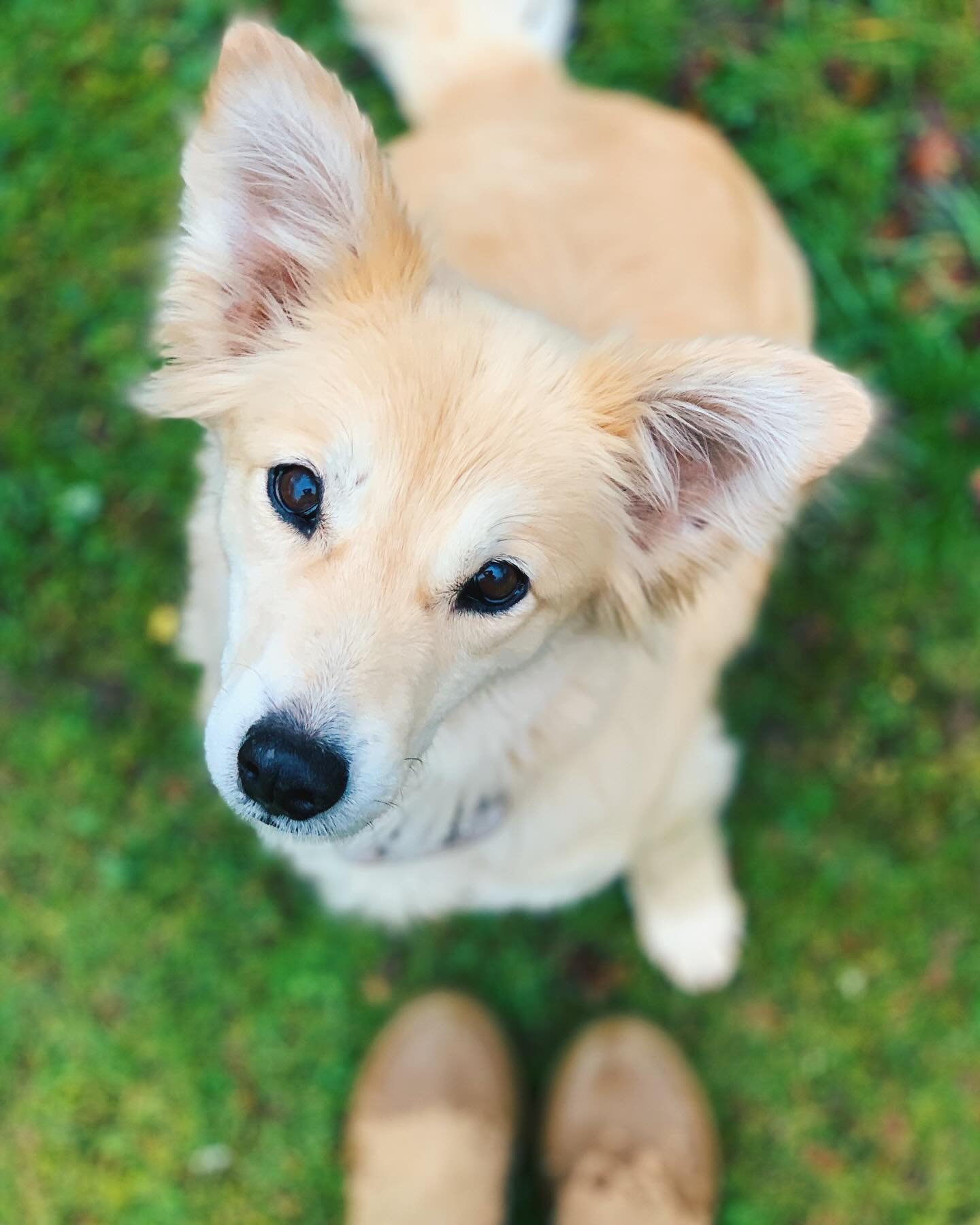 Luna enjoying her garden drop-in visit! That head tilt 🥹