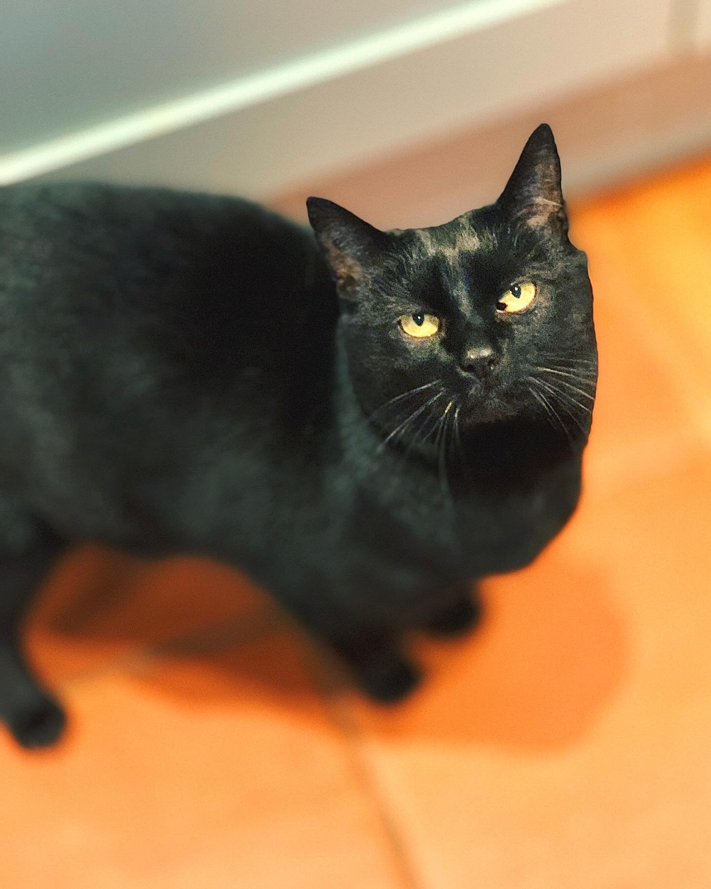 Welcome Poppy, a gorgeous rescue who I recently looked after. Here&rsquo;s what her lovely owner had to say about us: &lsquo;Michaela came at short notice. She was very punctual in attending the set up meeting. We got daily updates and photos. Our ca