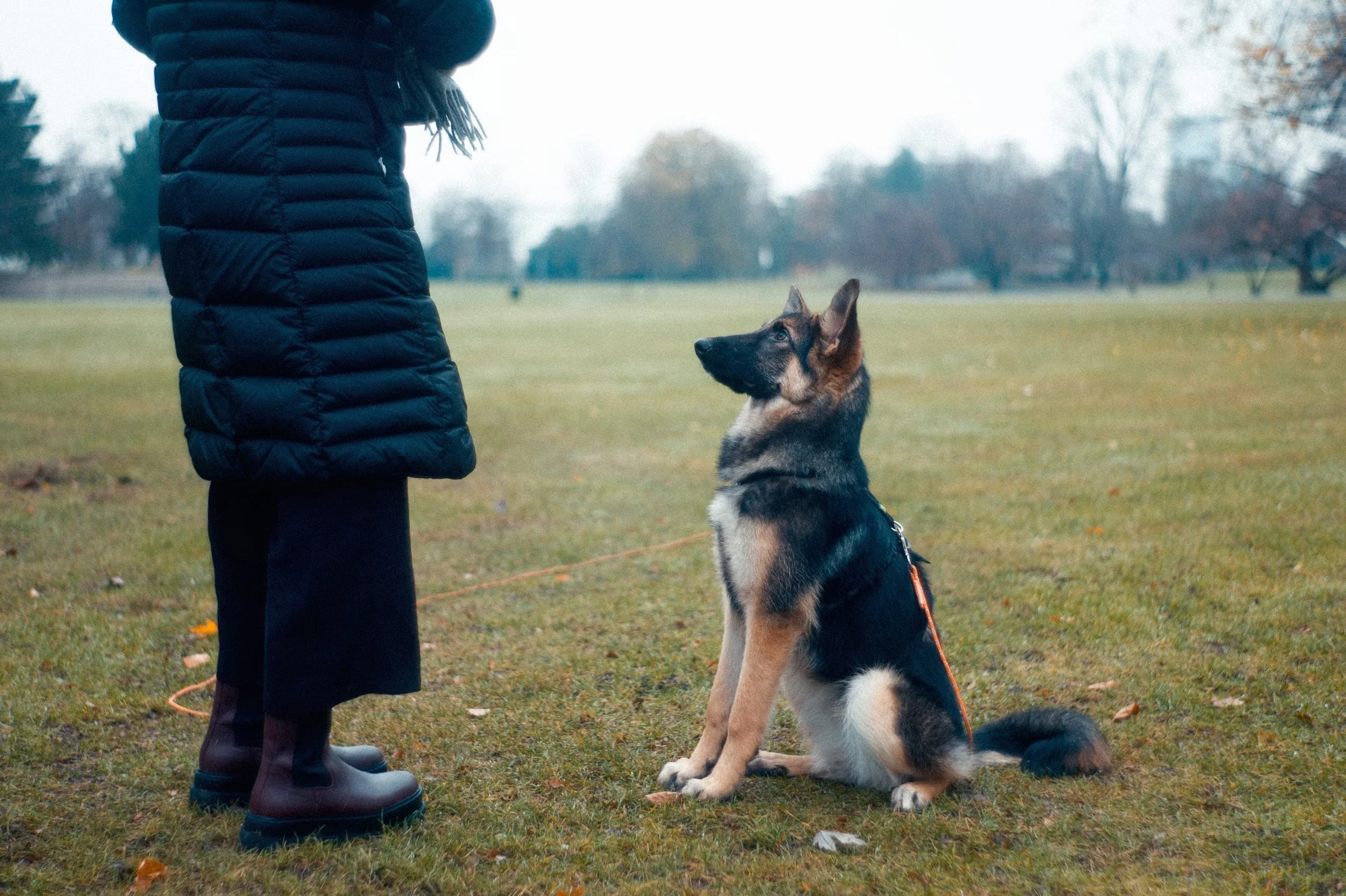 dog-trainer-godalming.jpeg