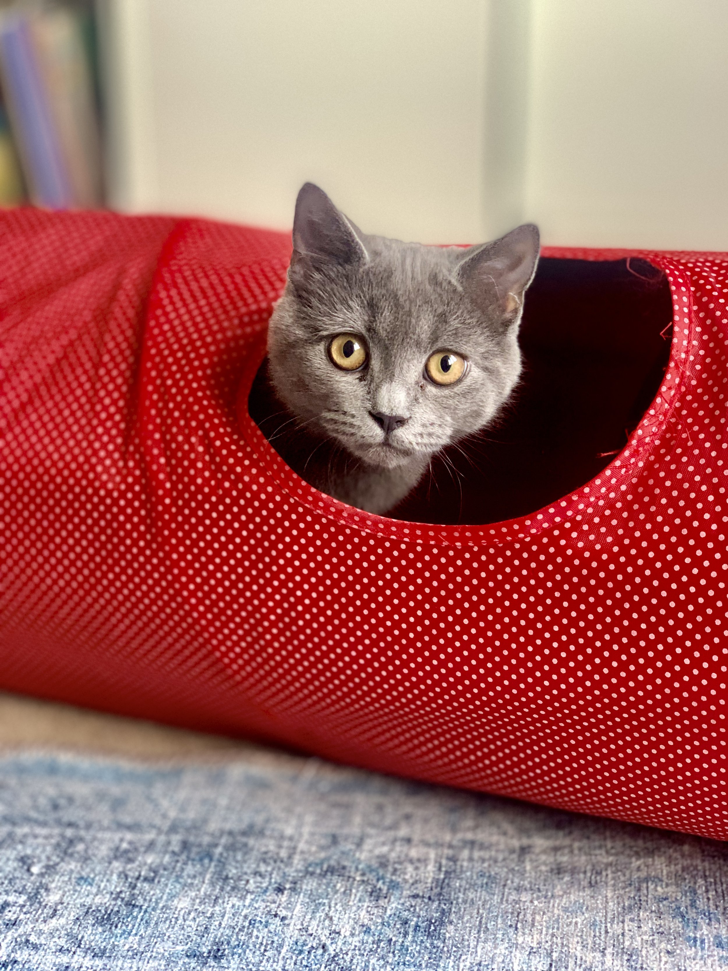 Gray cat peering through a hole in a red polka dot tunnel.