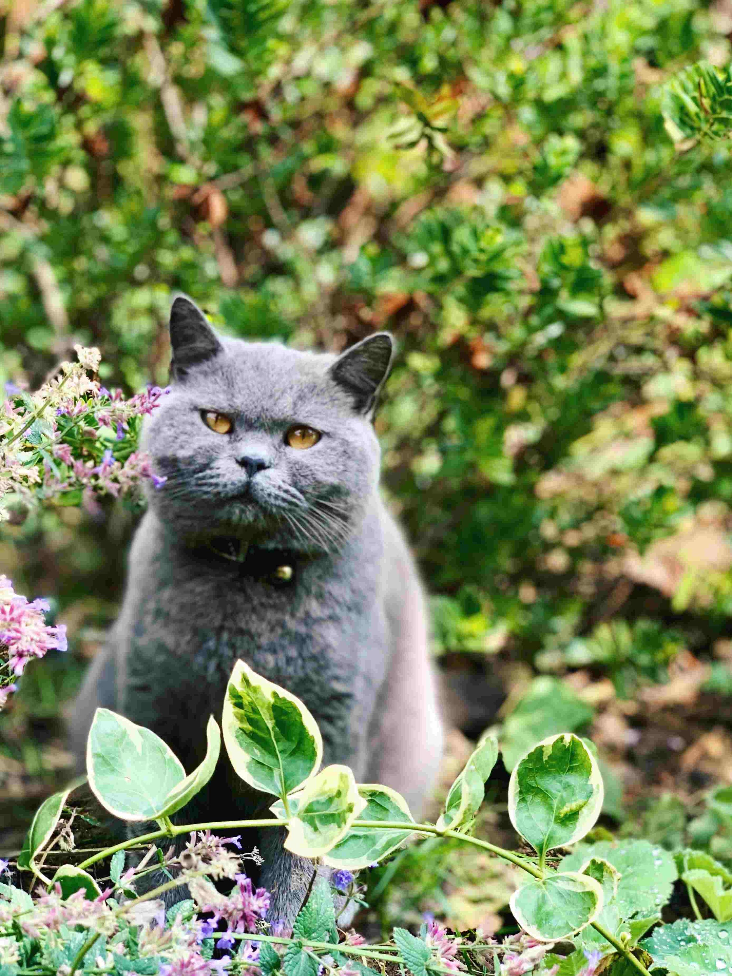 trusted-cat-sitter-godalming-witley.jpg