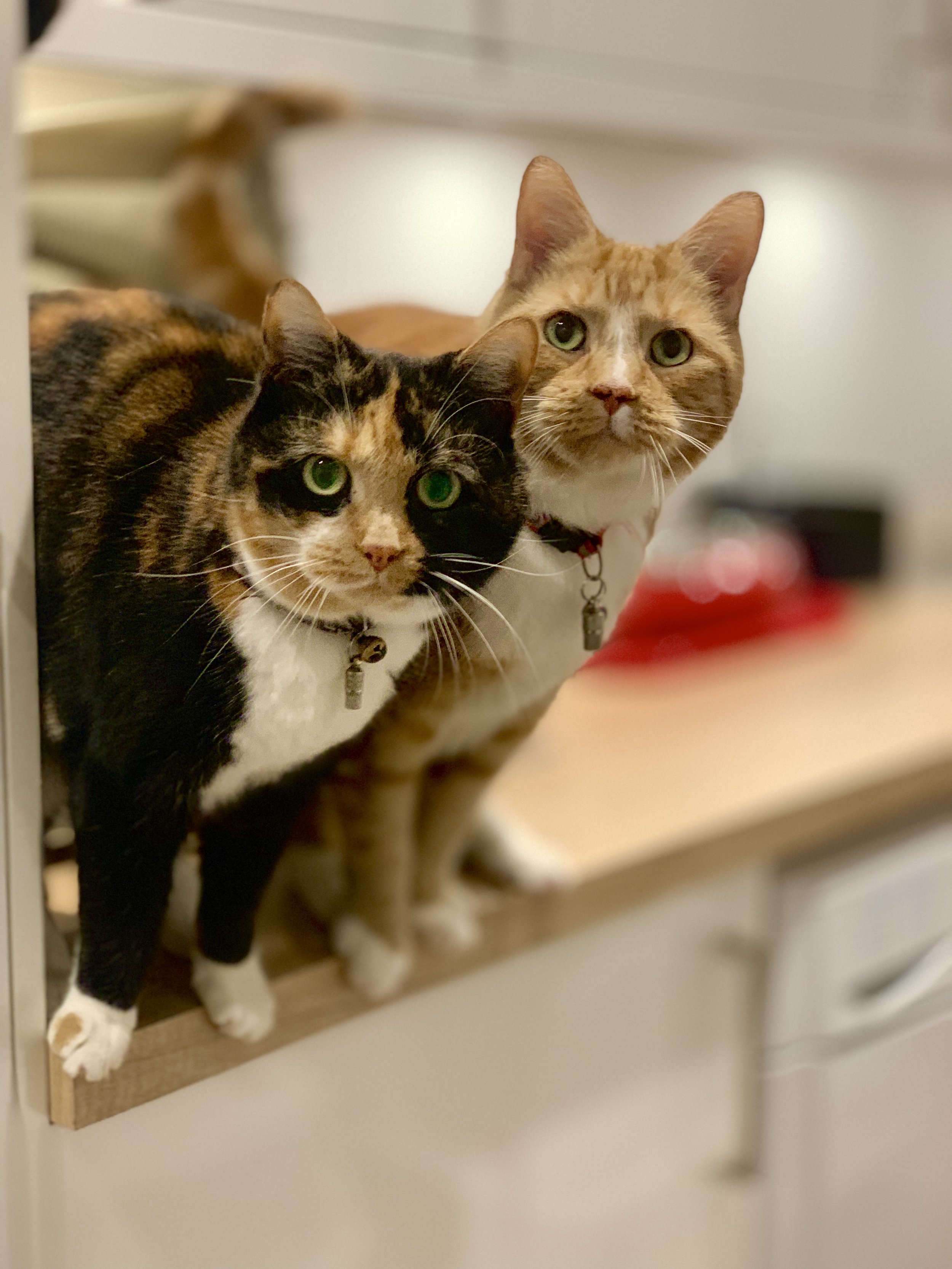 Two cats standing on a kitchen counter, one black and white, the other orange and white, both wearing collars.