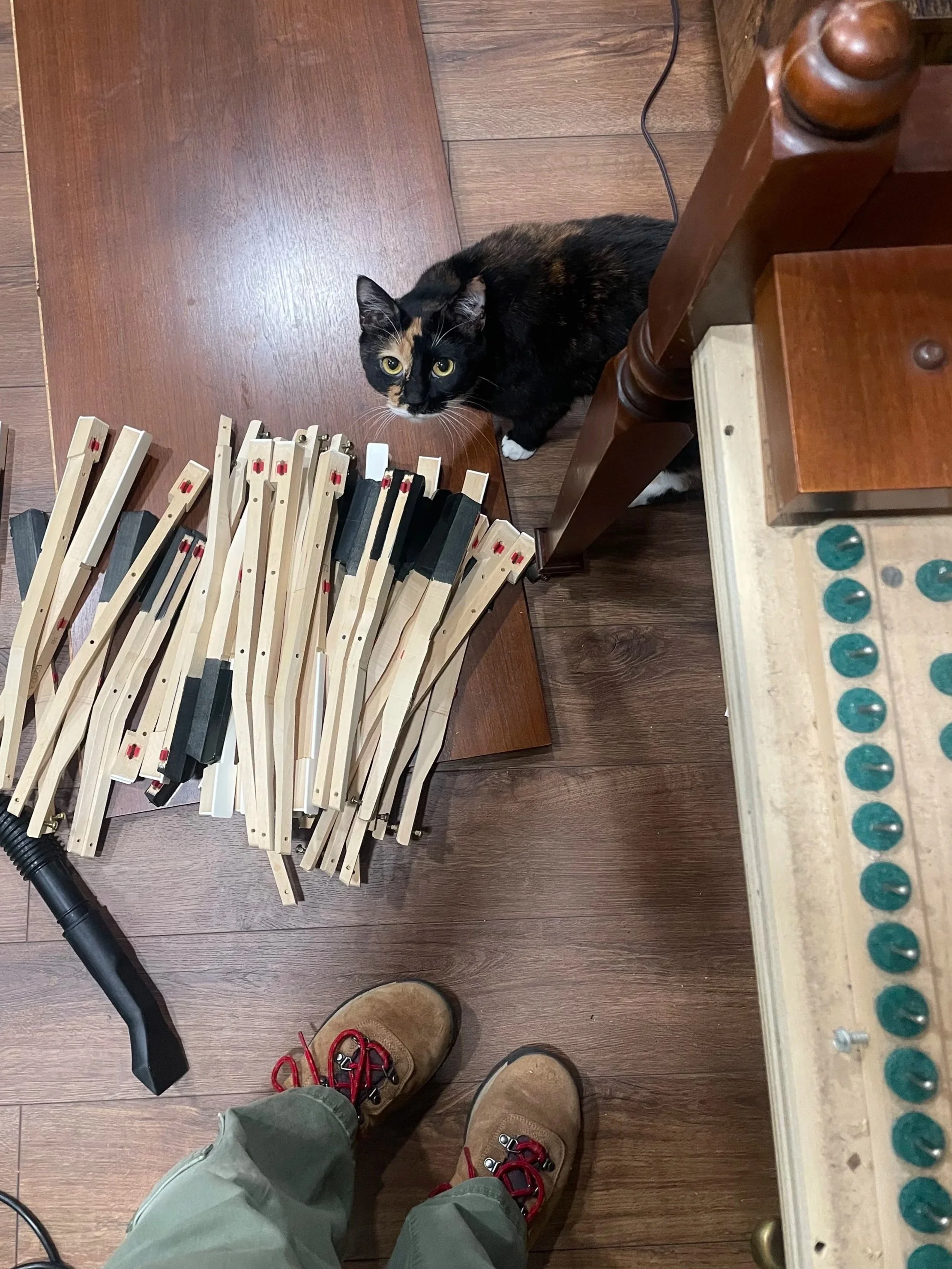 Cat friend during a cleaning and tuning appointment 