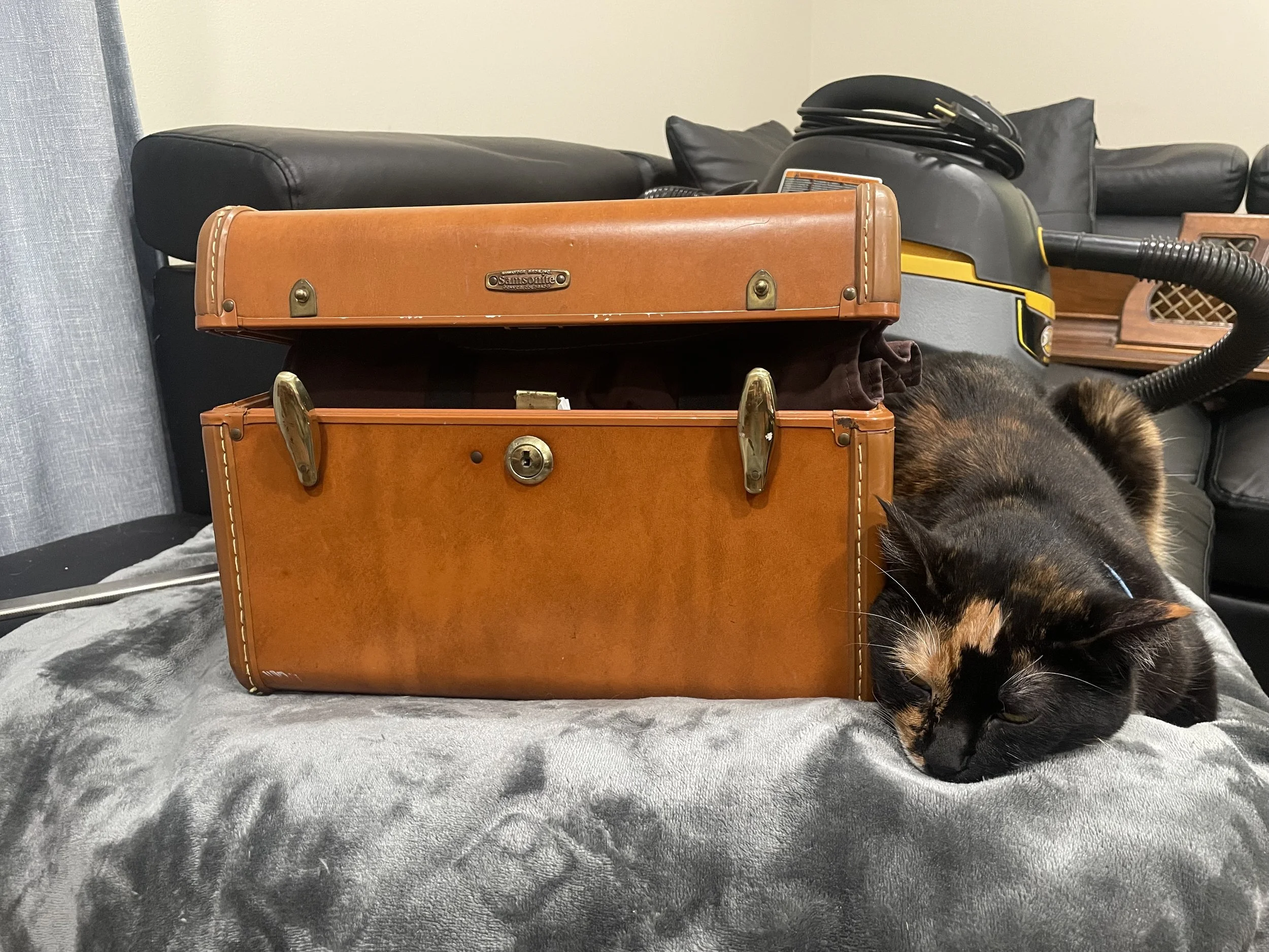 Cat friend during a cleaning and tuning appointment