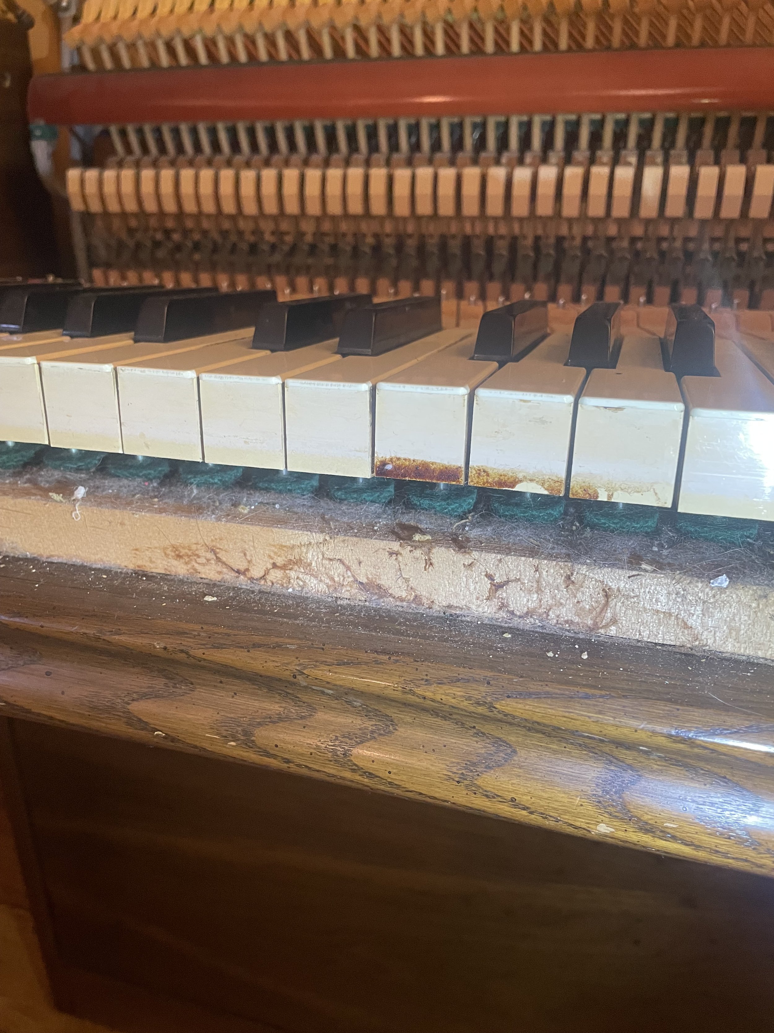 Interior view of a piano with the bottom panel open, showing the strings, soundboard, and a lot of dirt, debris and mice droppings before a cleaning appointment.