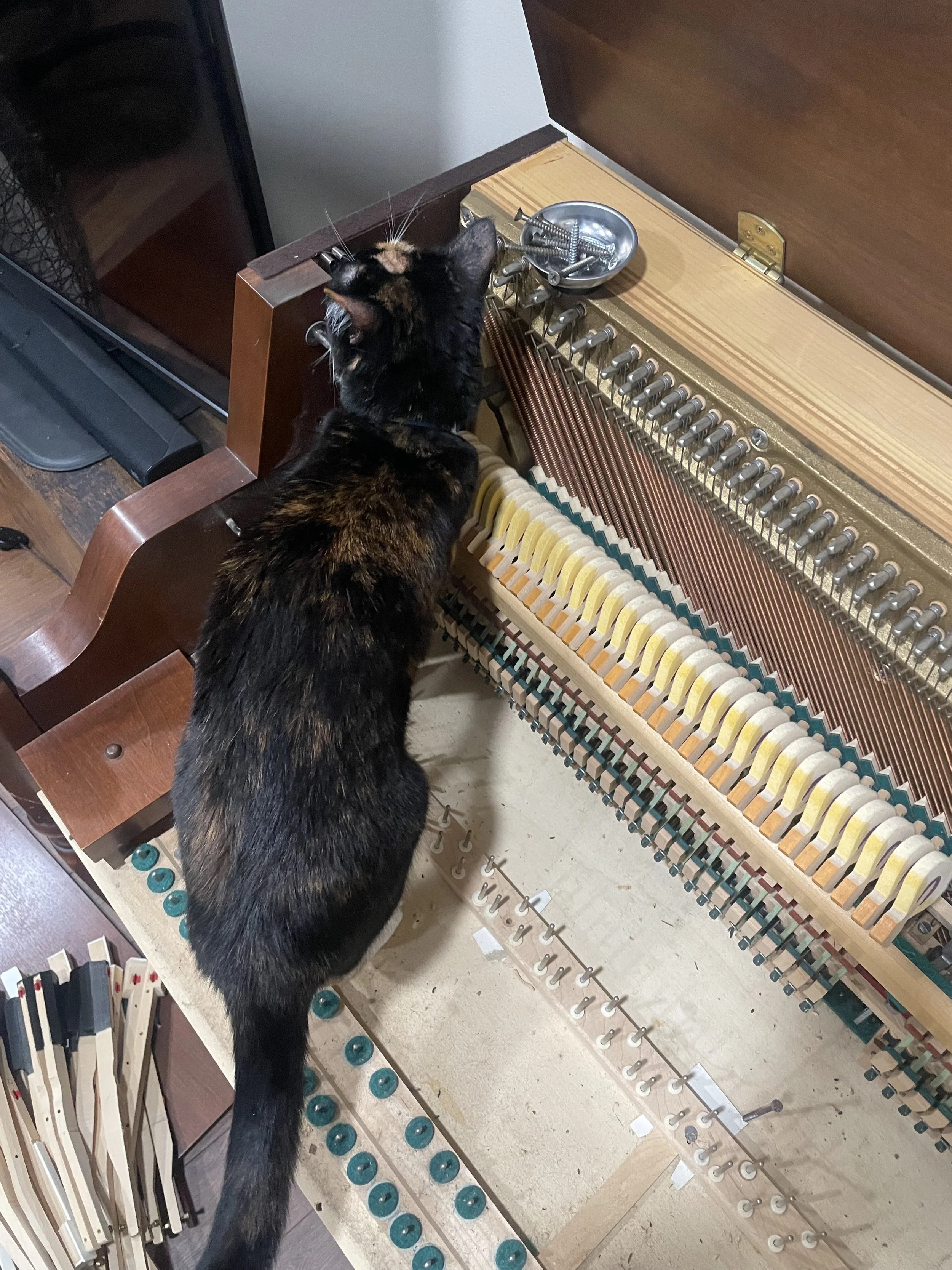 Cat friend during a cleaning and tuning appointment 