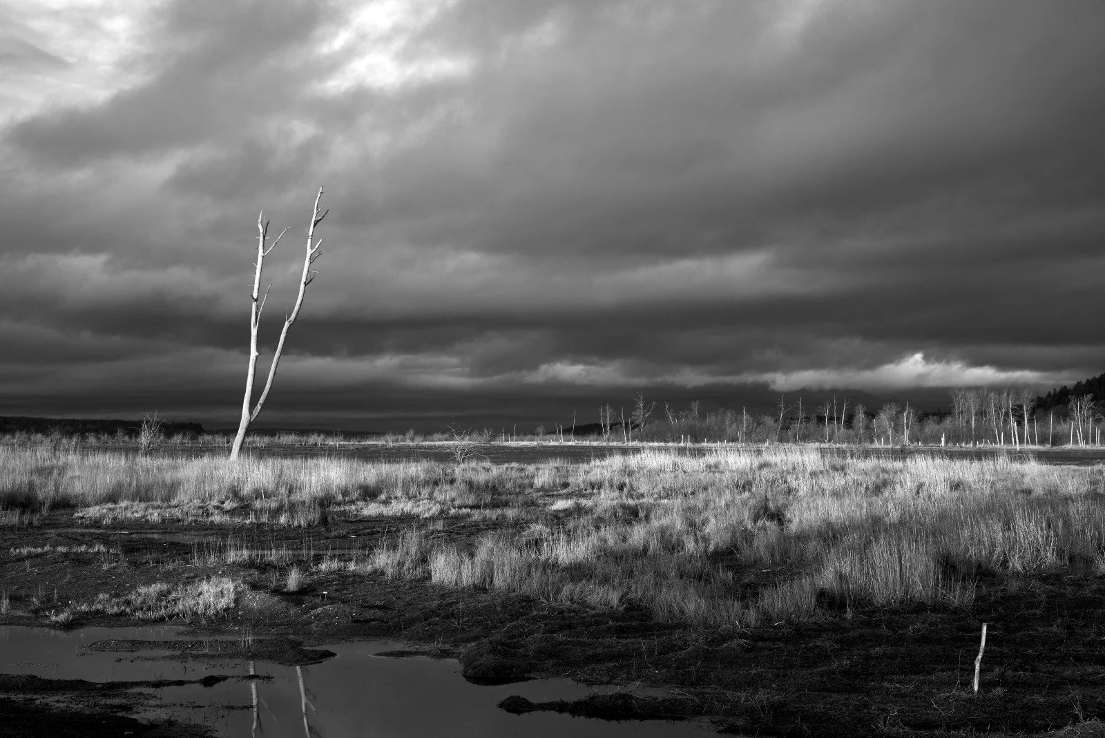 A black and white landscape of a marsh with tall grasses and a solitary, leafless tree leaning to the left under a dark, clouded sky.