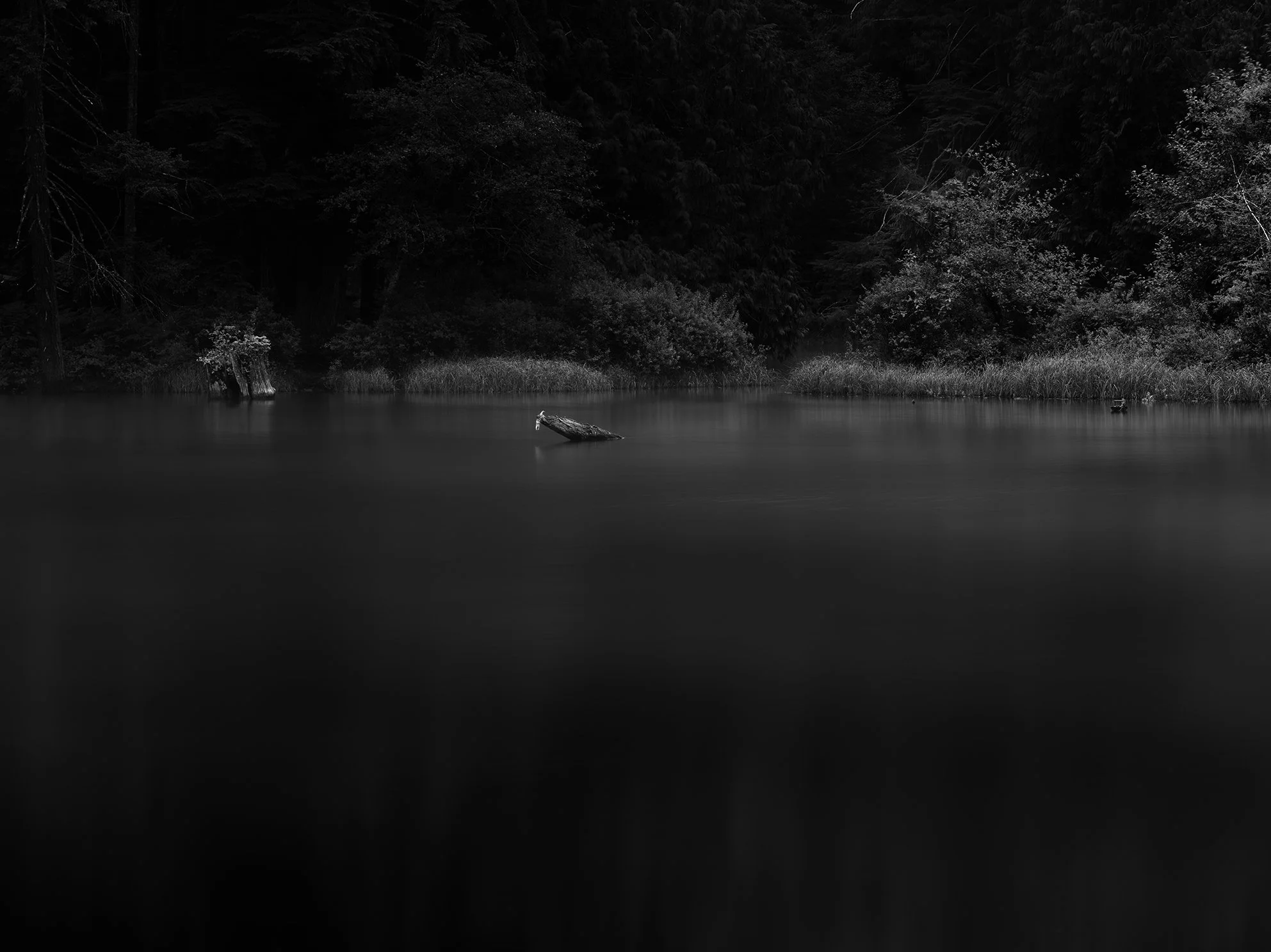 A black and white photograph of a calm body of water with a small, partially submerged log in the center. The background features dense, dark trees and foliage along the shoreline.