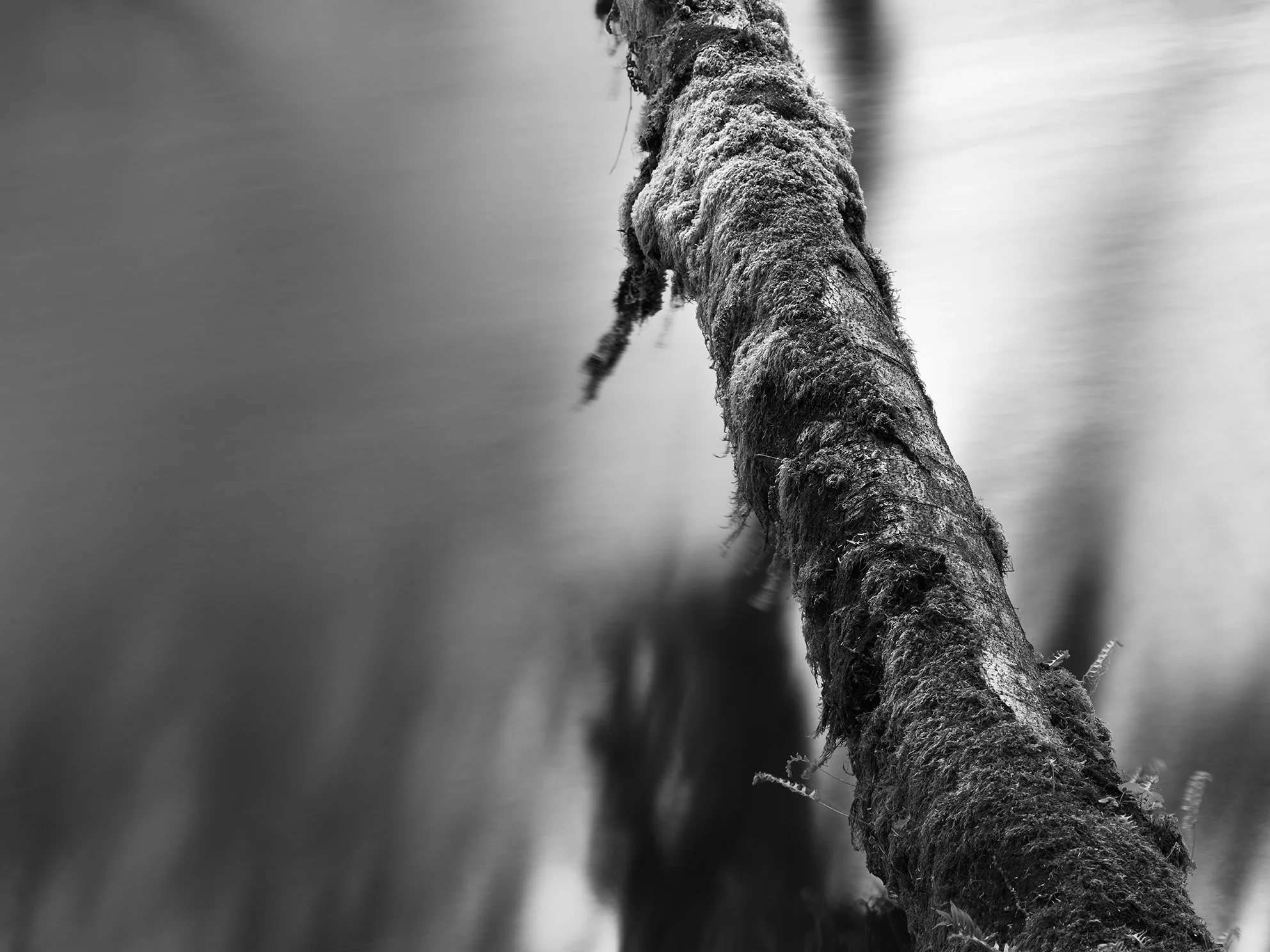 Black and white photo of a snow-covered log lying on a smooth, icy surface.